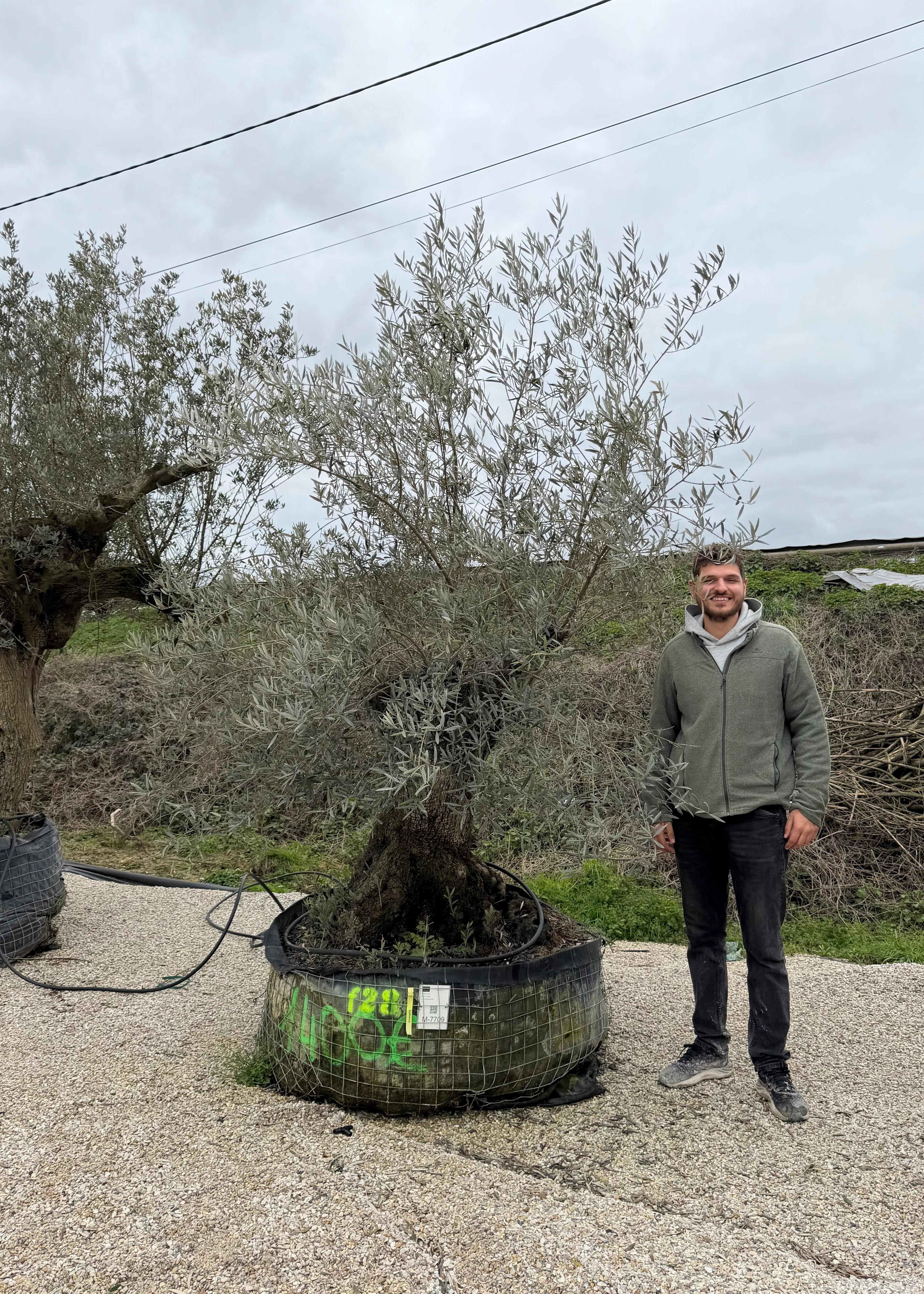 Olivier (Olea Europaea) - Image 51