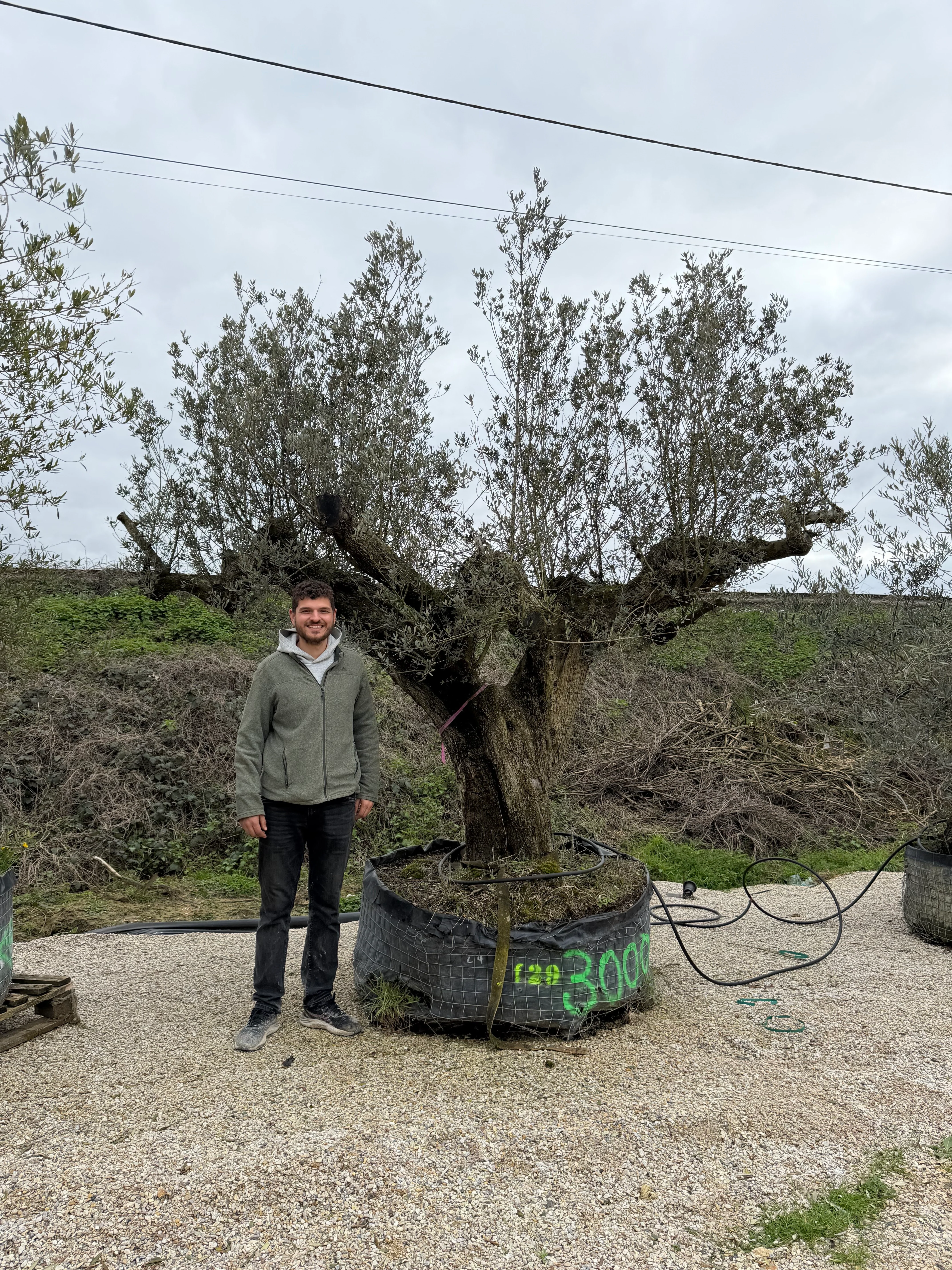 Olivier (Olea Europaea) - Image 52