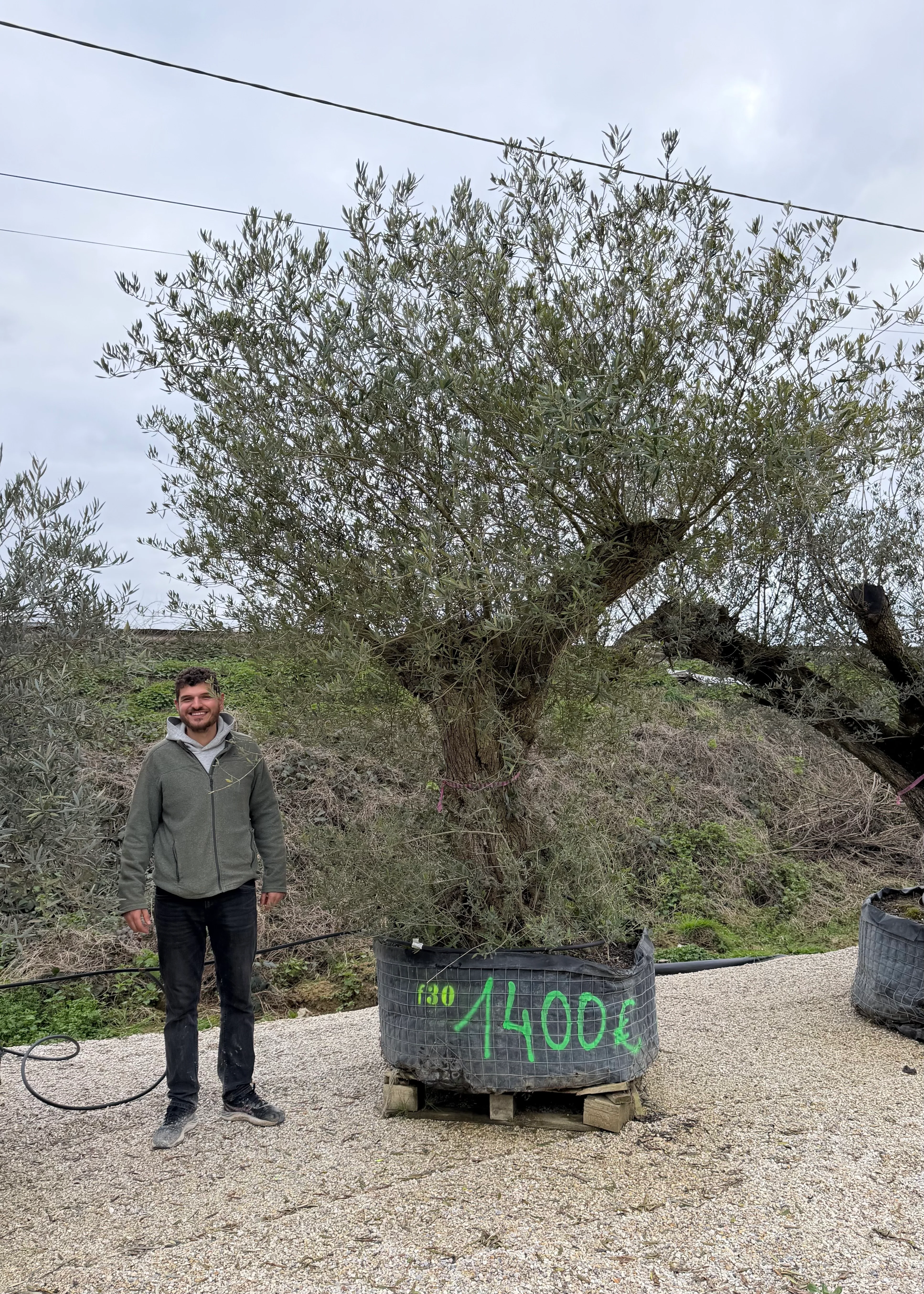 Olivier (Olea Europaea) - Image 53