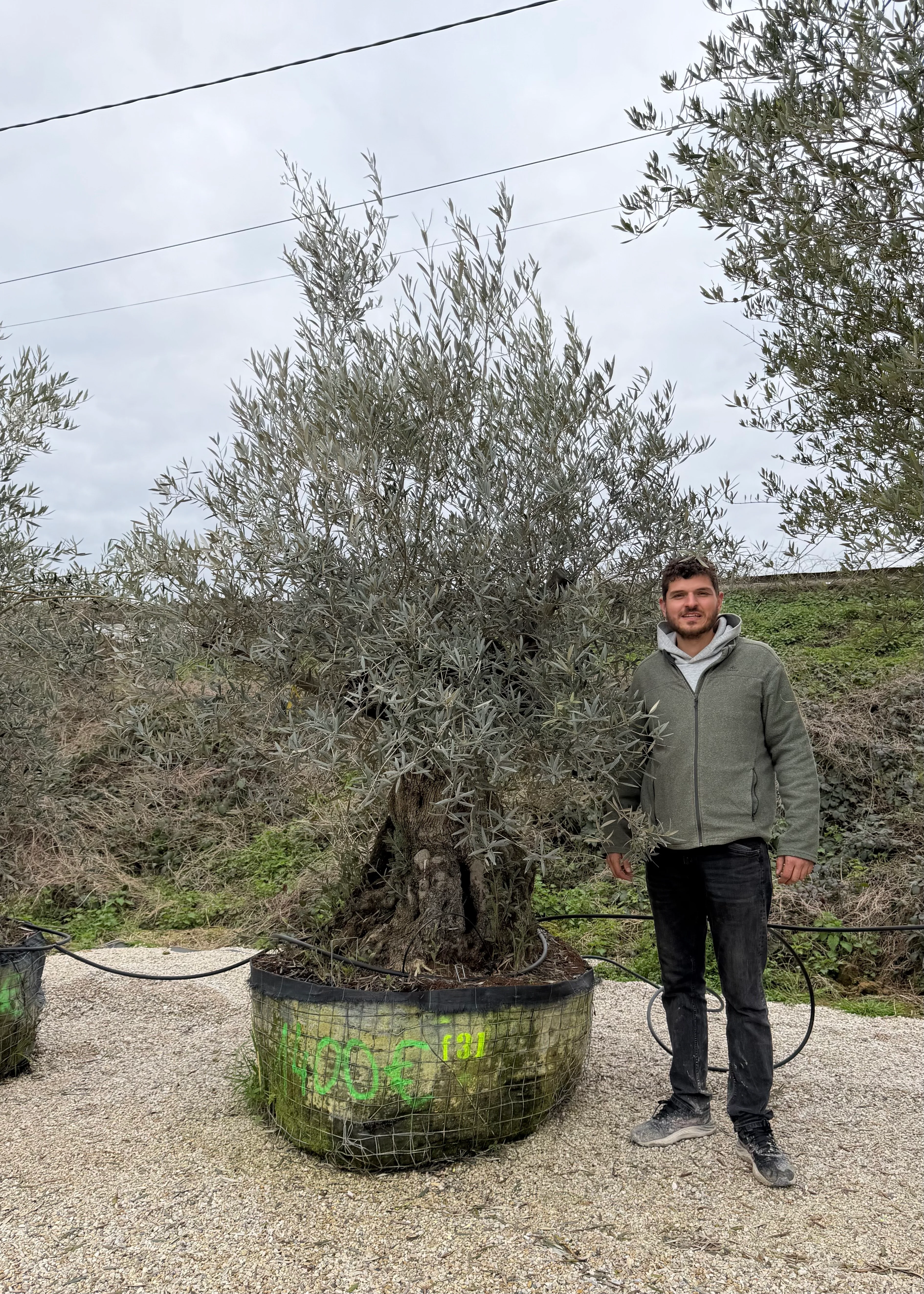 Olivier (Olea Europaea) - Image 54