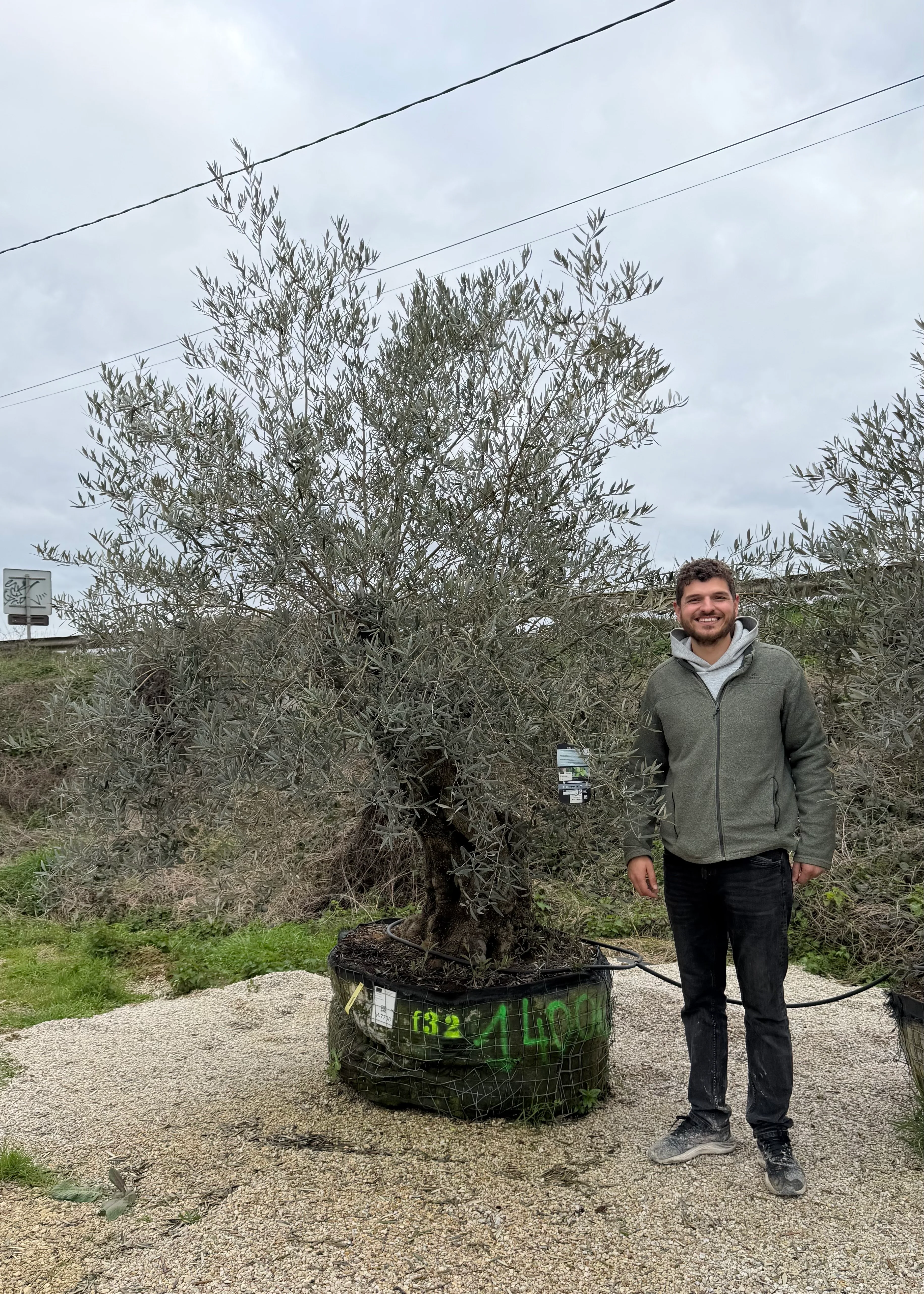 Olivier (Olea Europaea) - Image 55