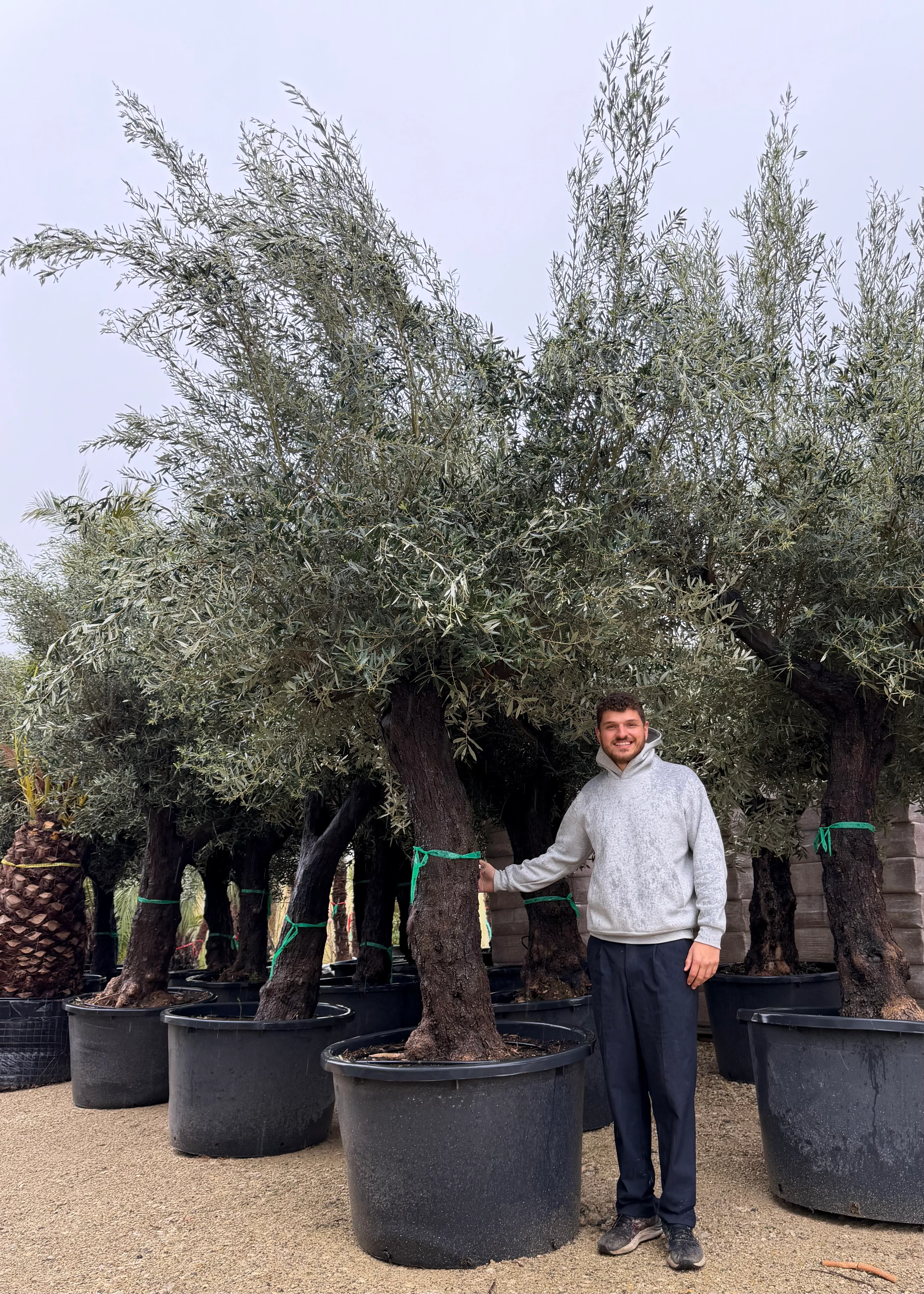 Olivier (Olea Europaea) - Image 56