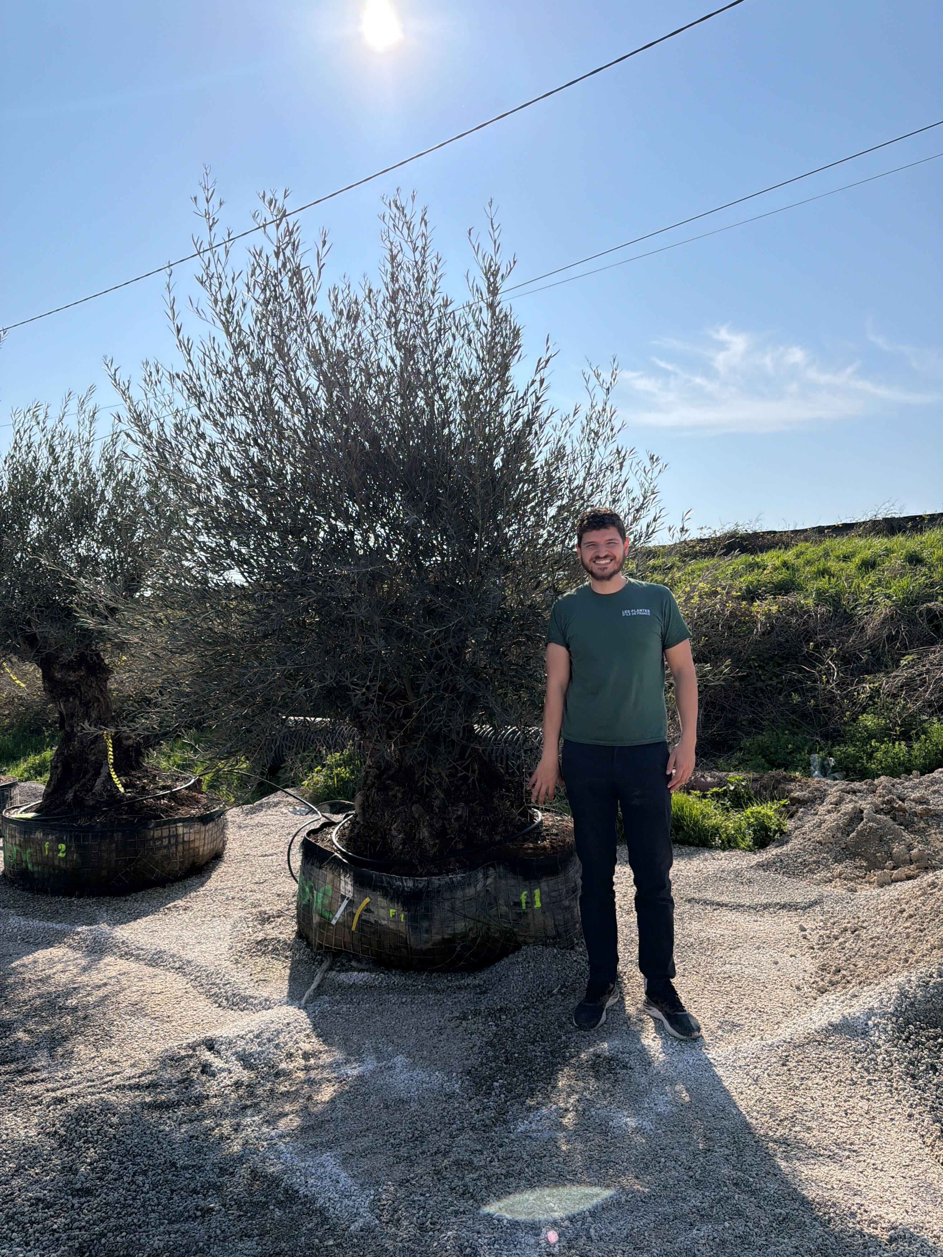 Olivier (Olea Europaea) - Image 57