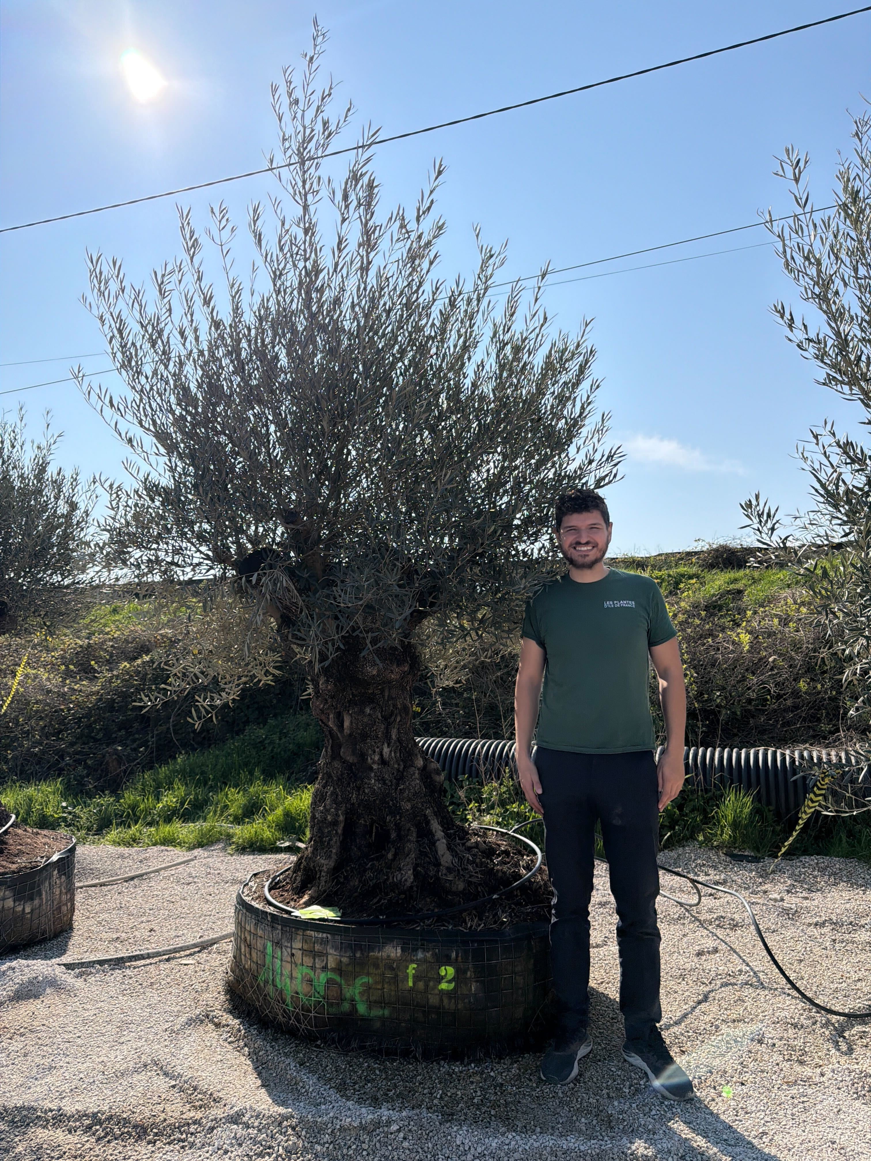 Olivier (Olea Europaea) - Image 58