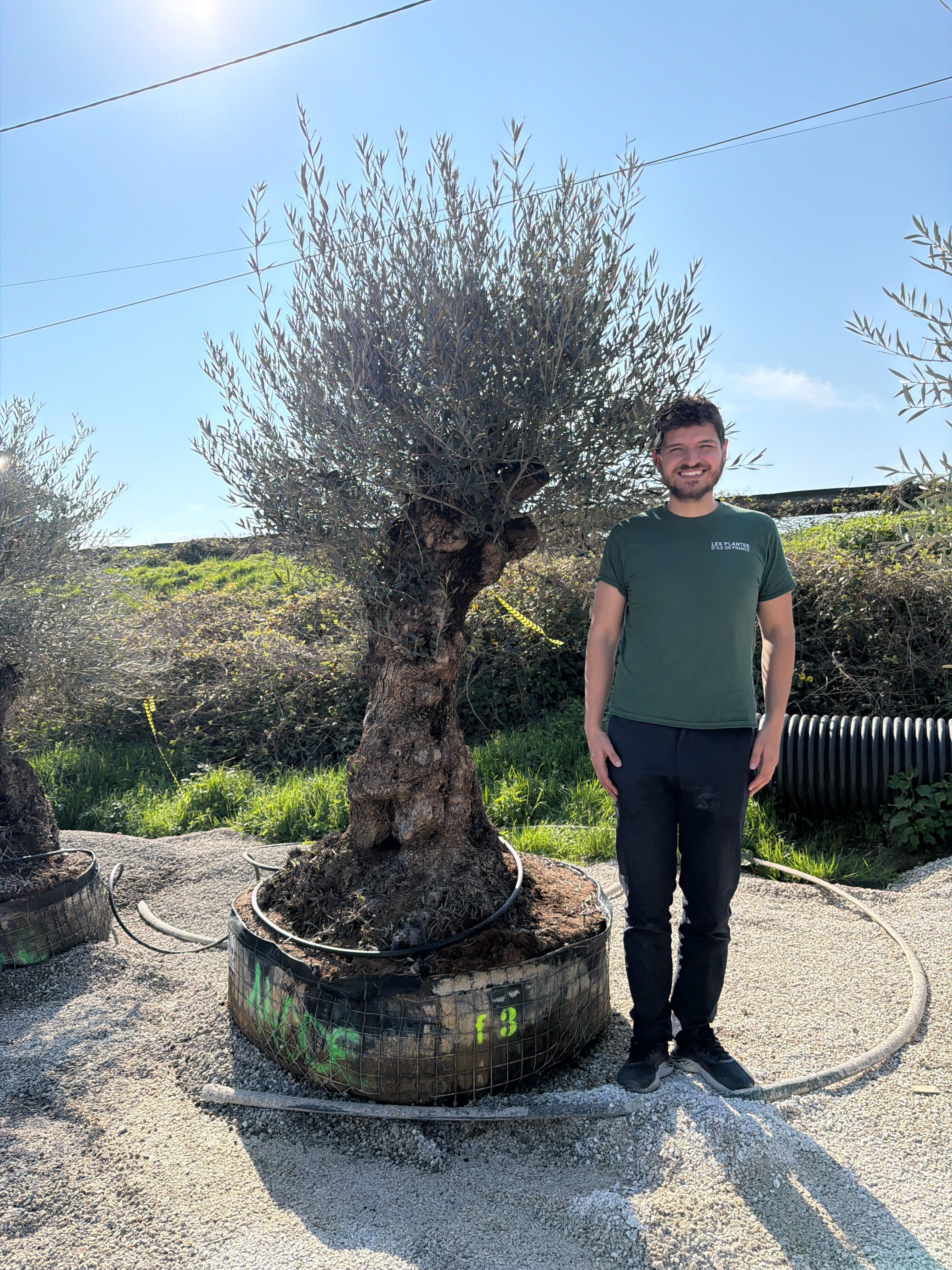 Olivier (Olea Europaea) - Image 59