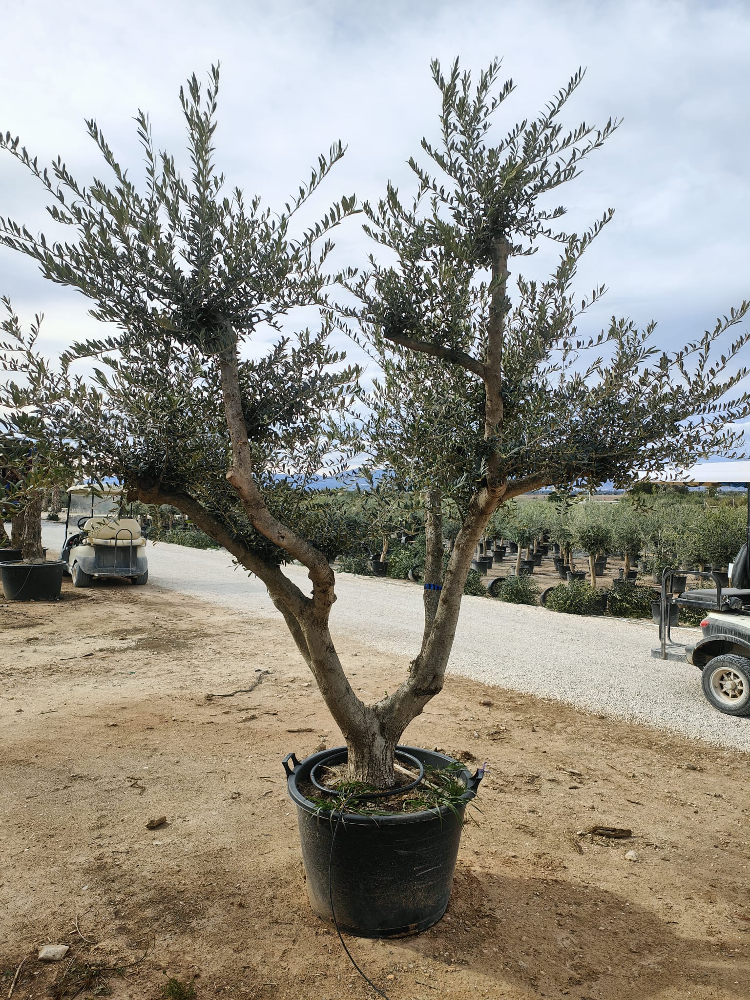 Olivier (Olea Europaea) - Image 6