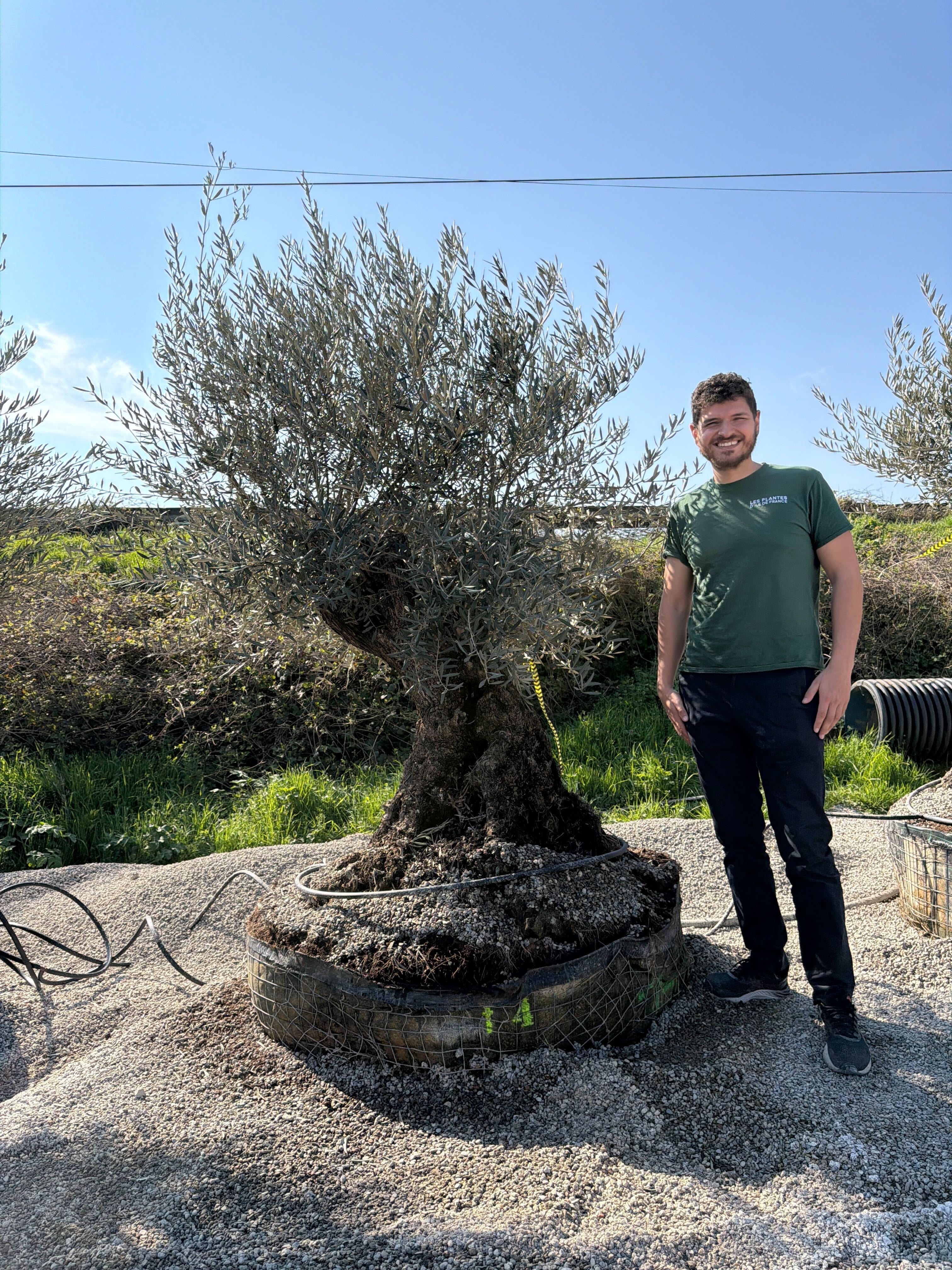 Olivier (Olea Europaea) - Image 60