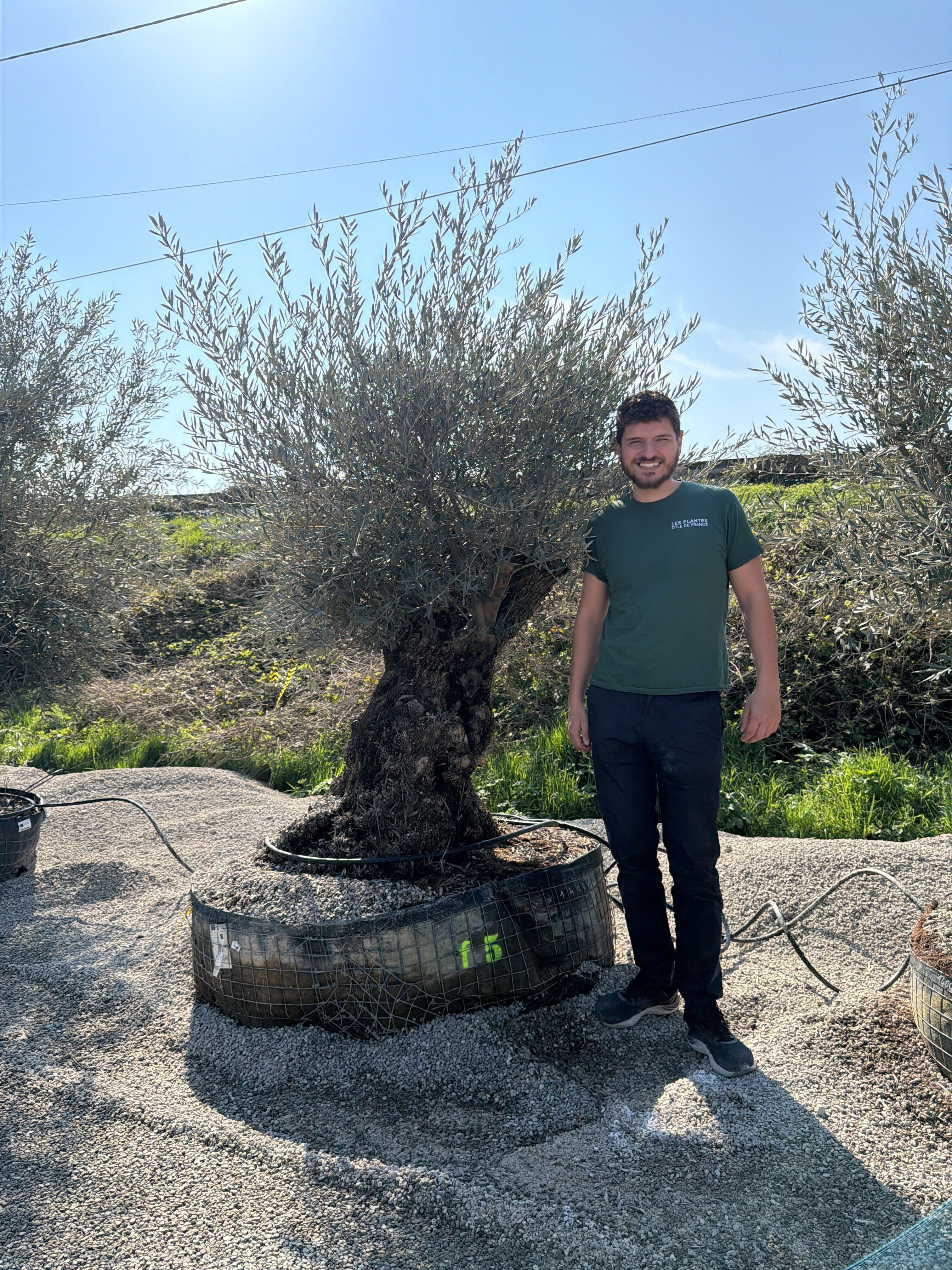 Olivier (Olea Europaea) - Image 61