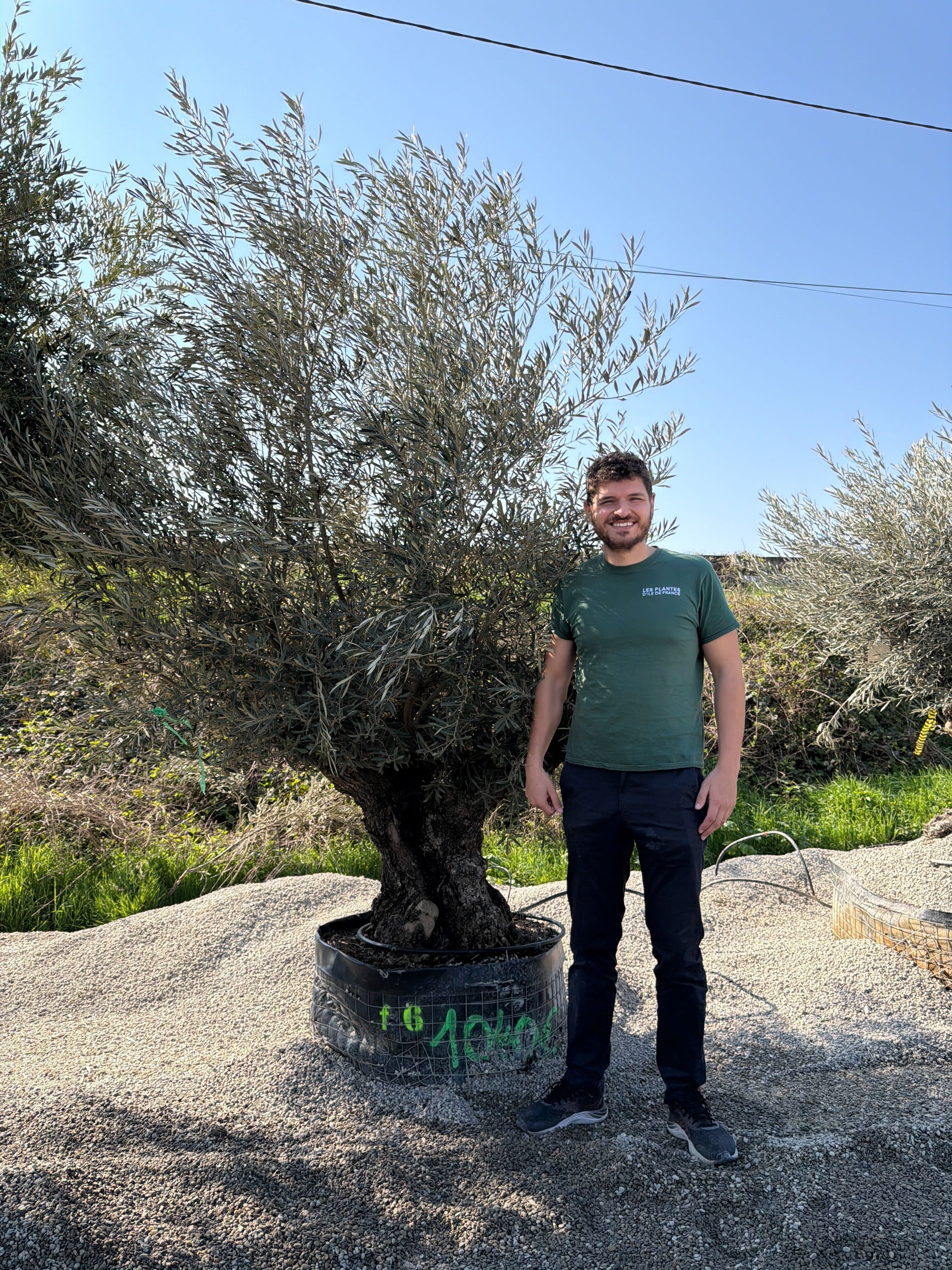 Olivier (Olea Europaea) - Image 62