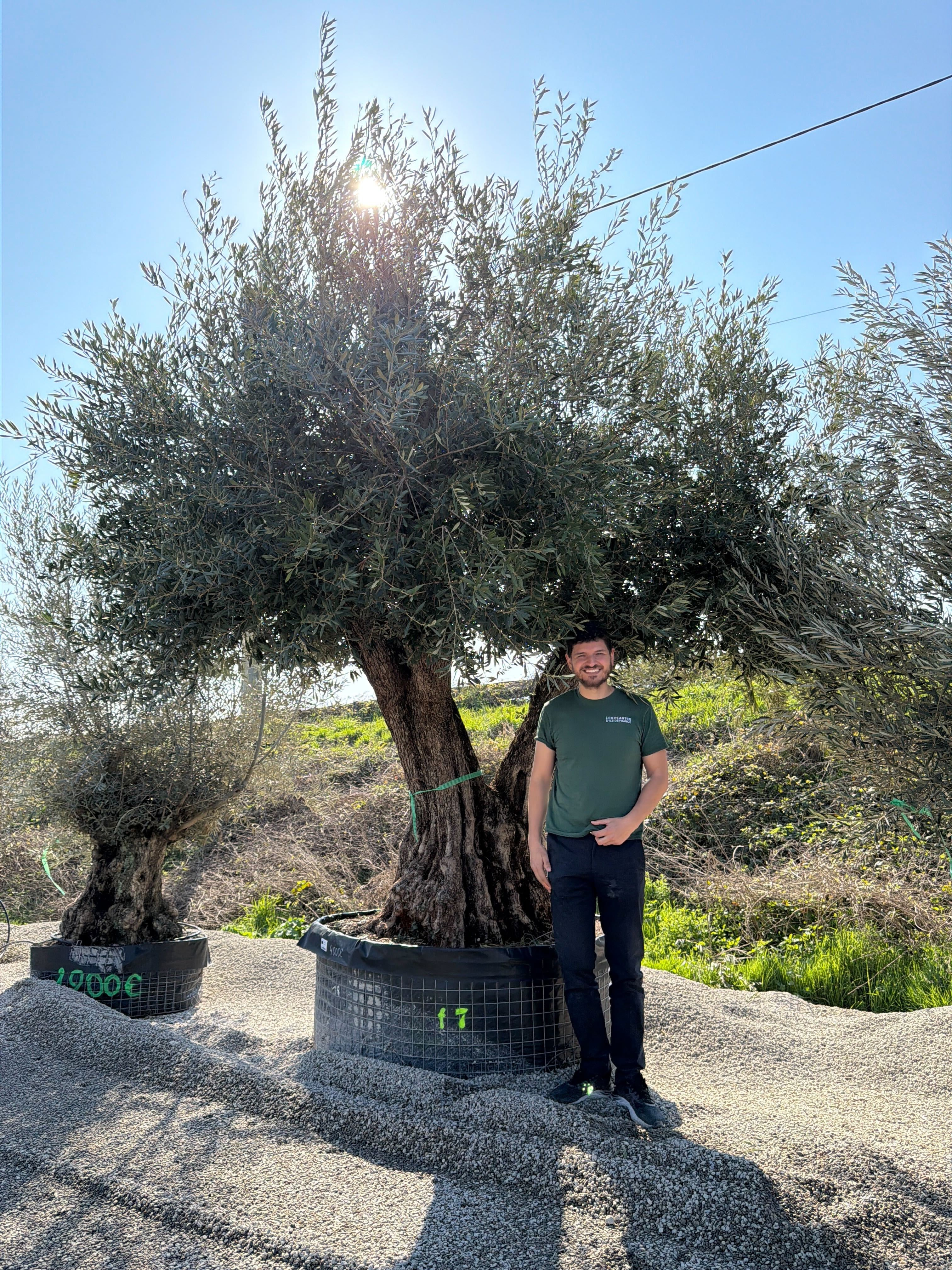 Olivier (Olea Europaea) - Image 63