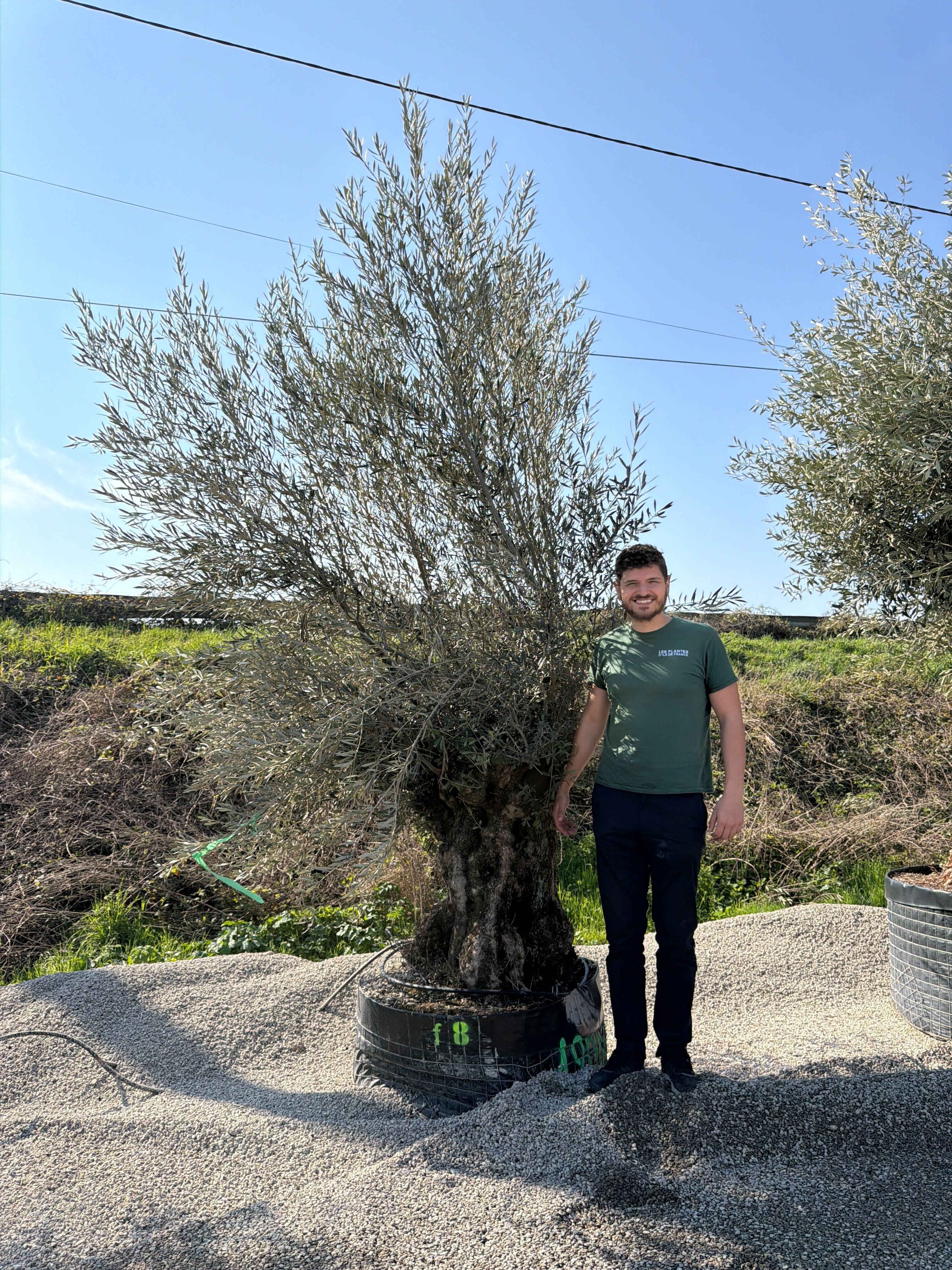 Olivier (Olea Europaea) - Image 64