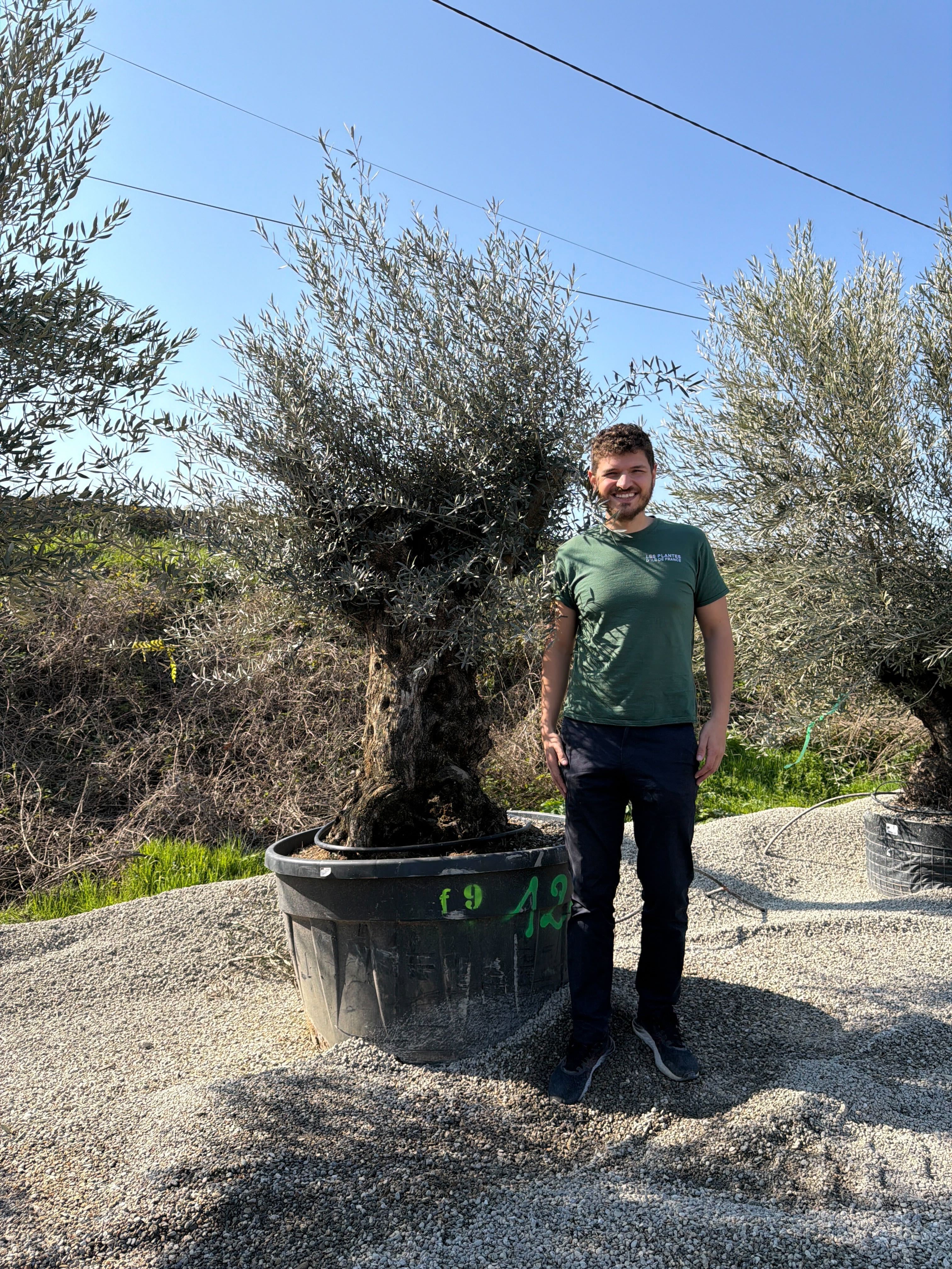 Olivier (Olea Europaea) - Image 65