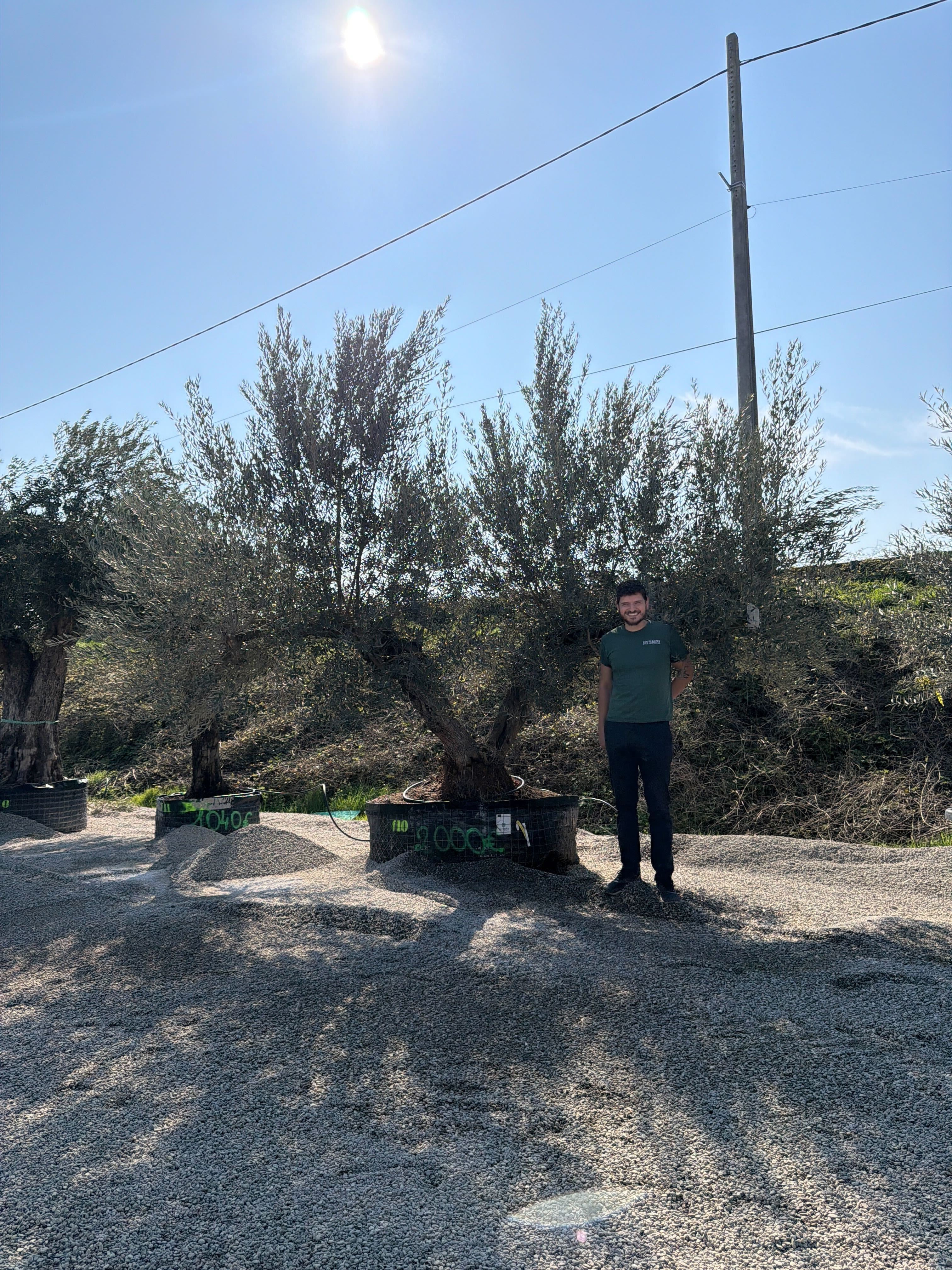 Olivier (Olea Europaea) - Image 66