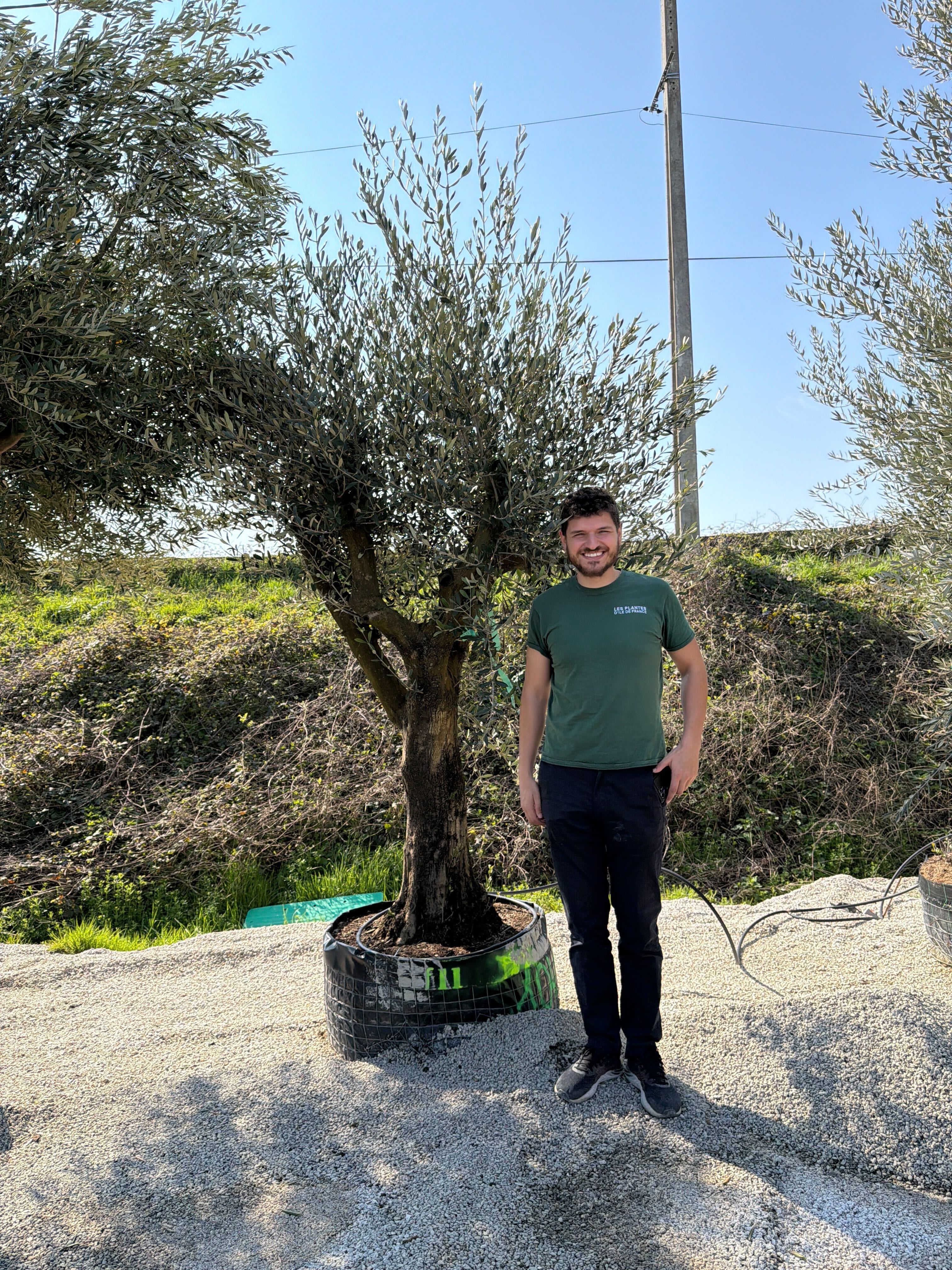 Olivier (Olea Europaea) - Image 67