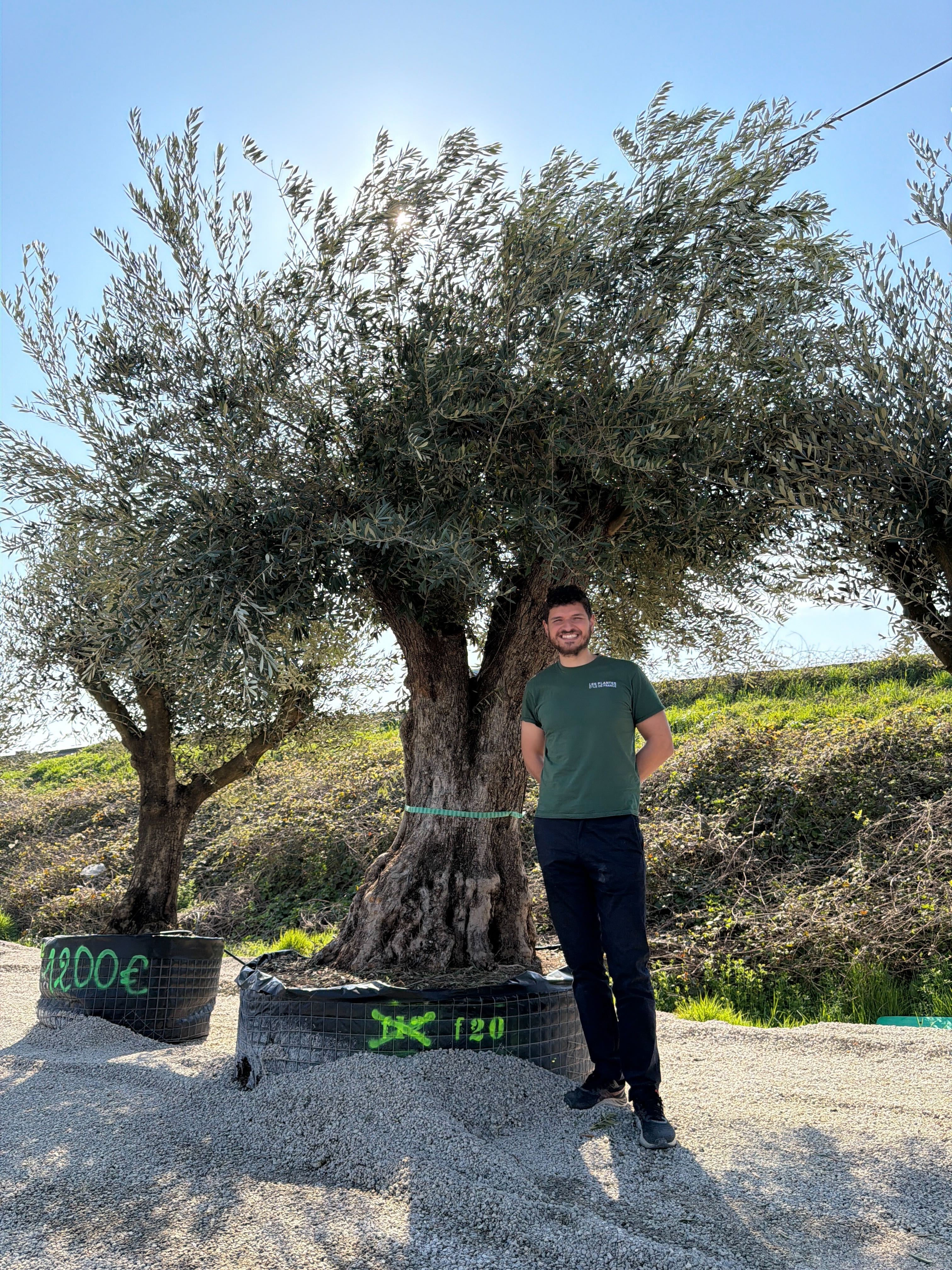 Olivier (Olea Europaea) - Image 68