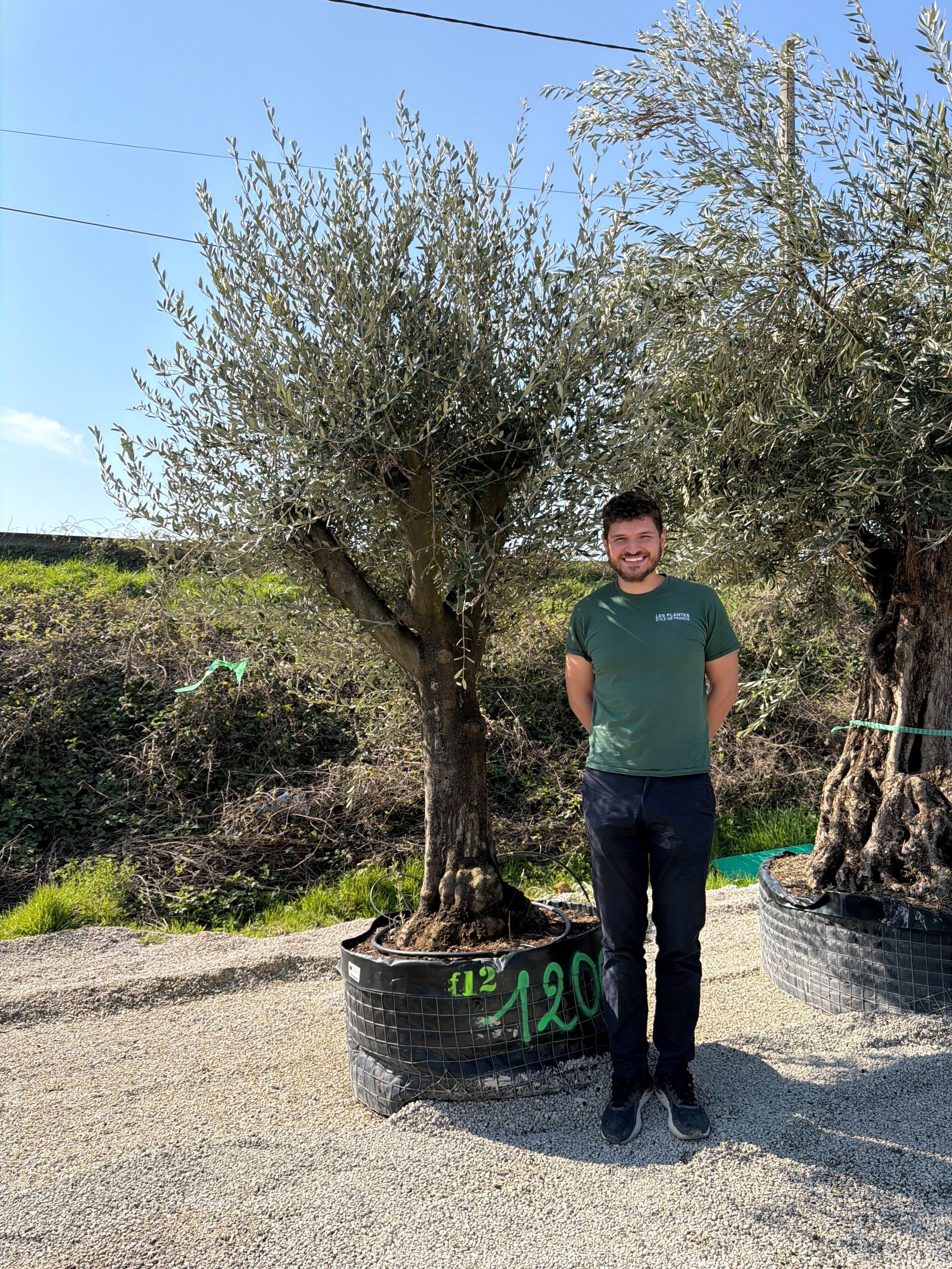 Olivier (Olea Europaea) - Image 69