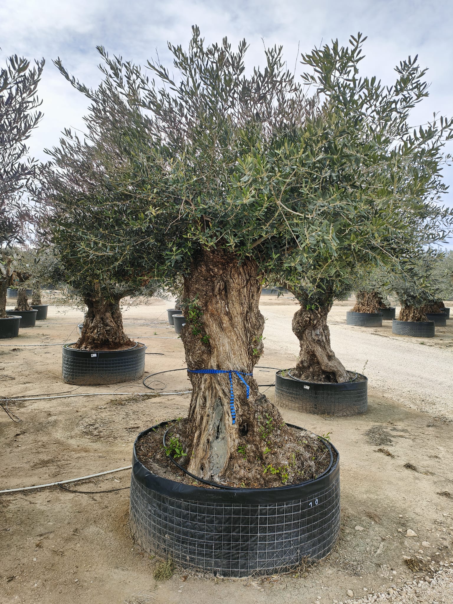 Olivier (Olea Europaea) - Image 7