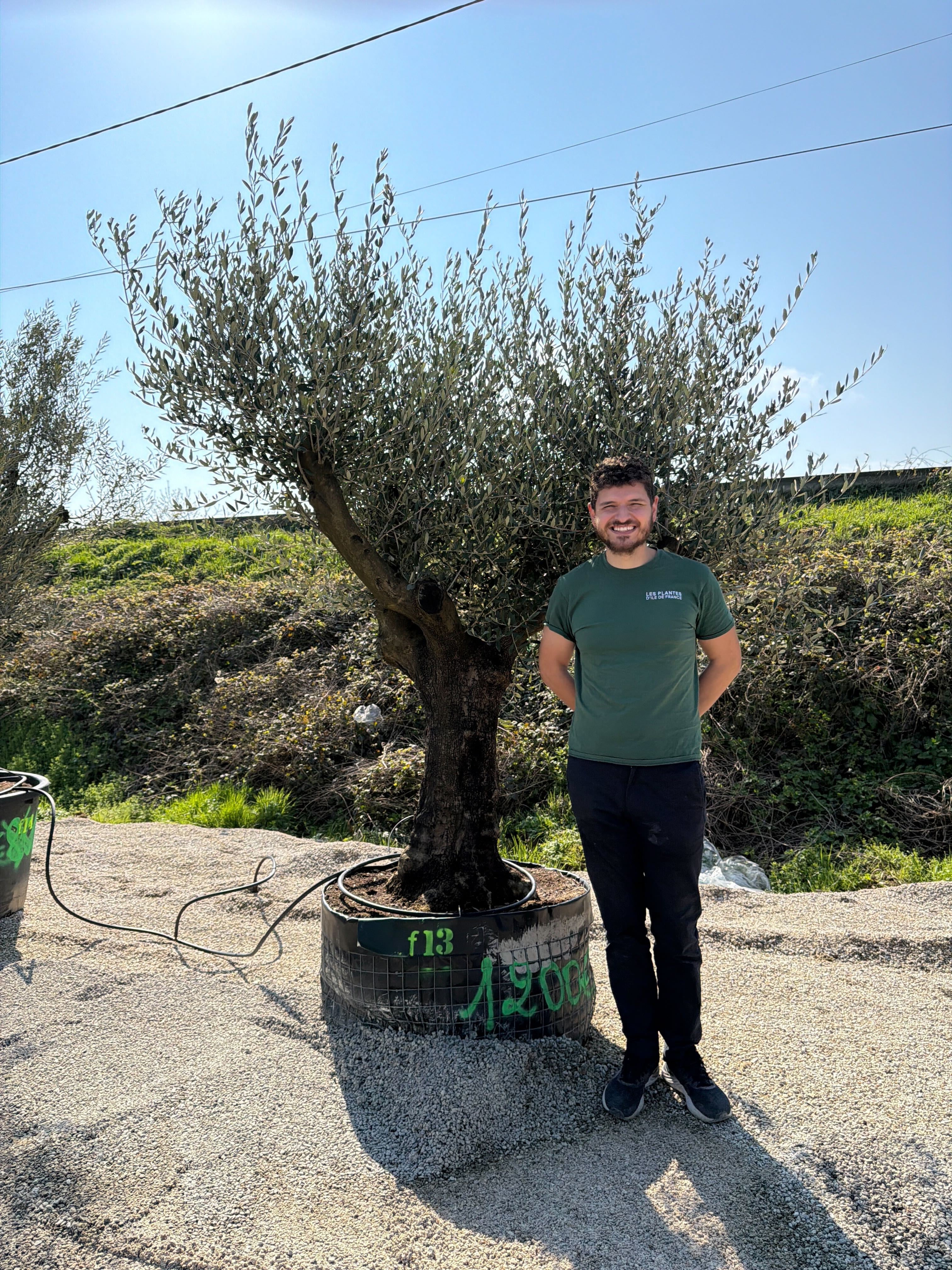 Olivier (Olea Europaea) - Image 70