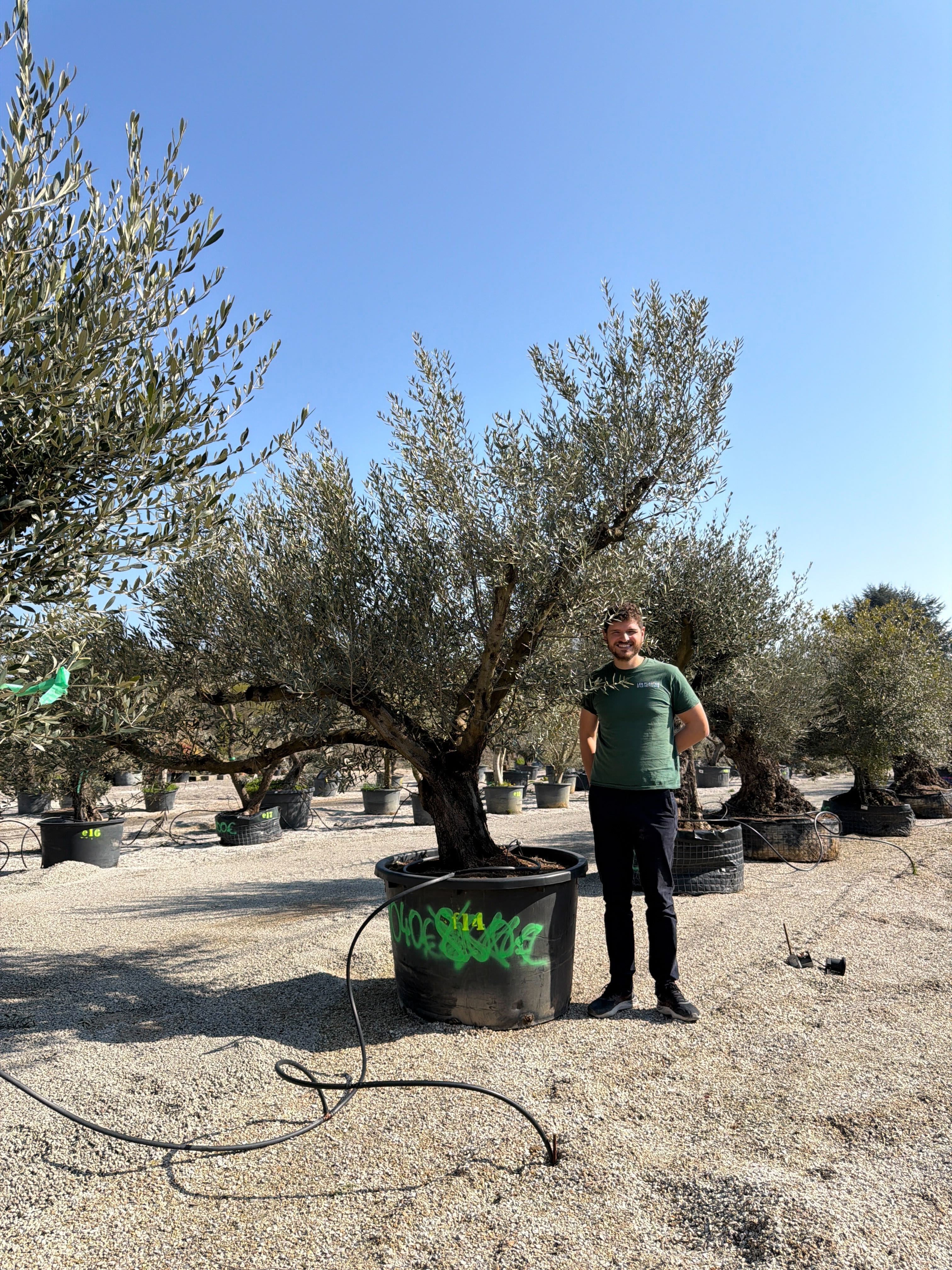 Olivier (Olea Europaea) - Image 71