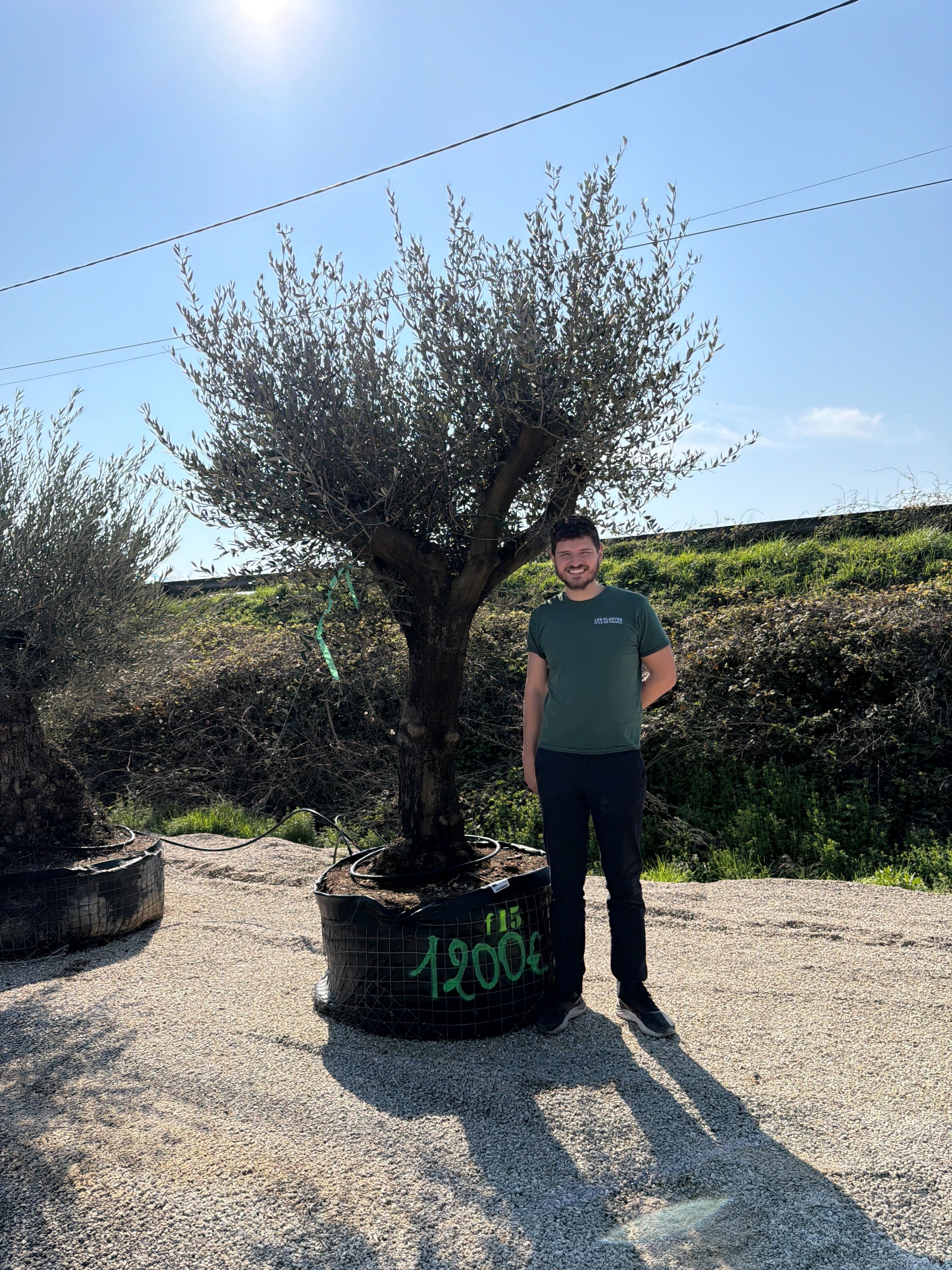 Olivier (Olea Europaea) - Image 72