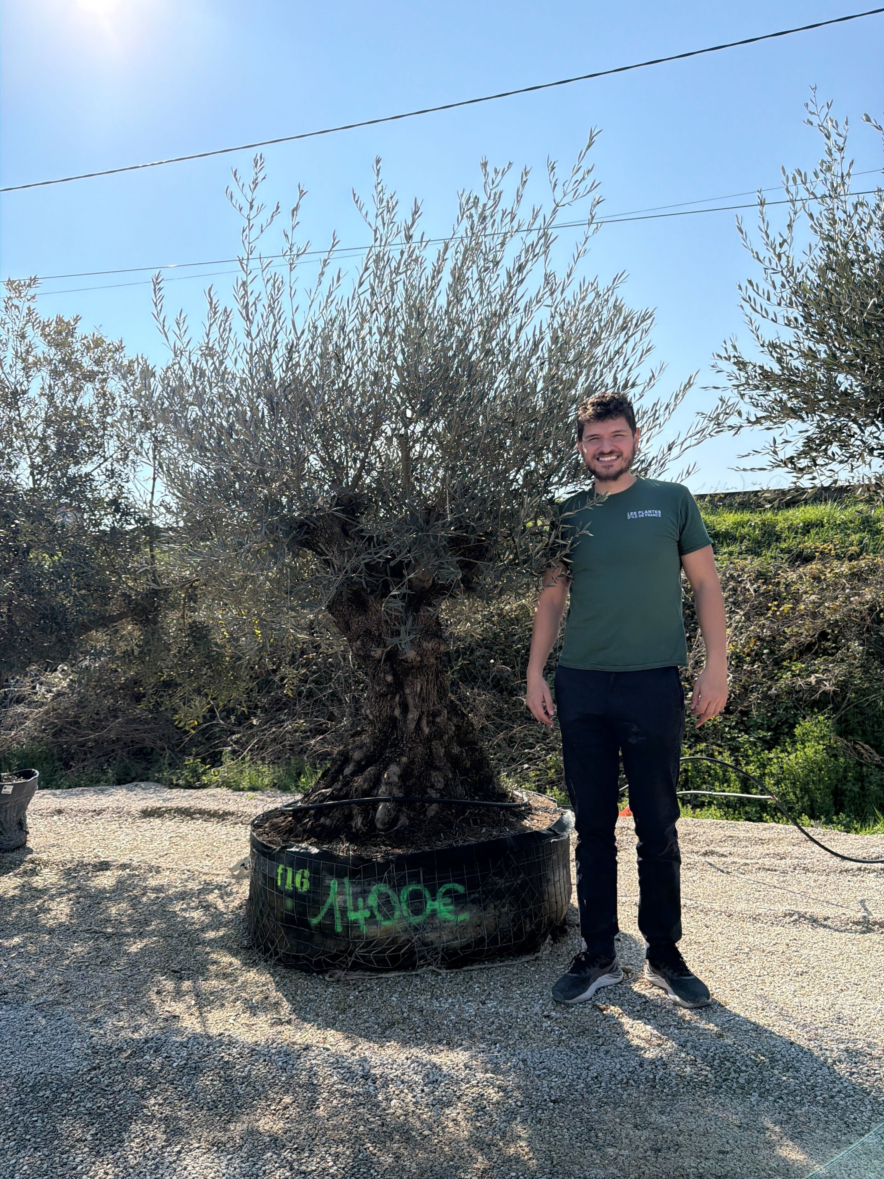 Olivier (Olea Europaea) - Image 73