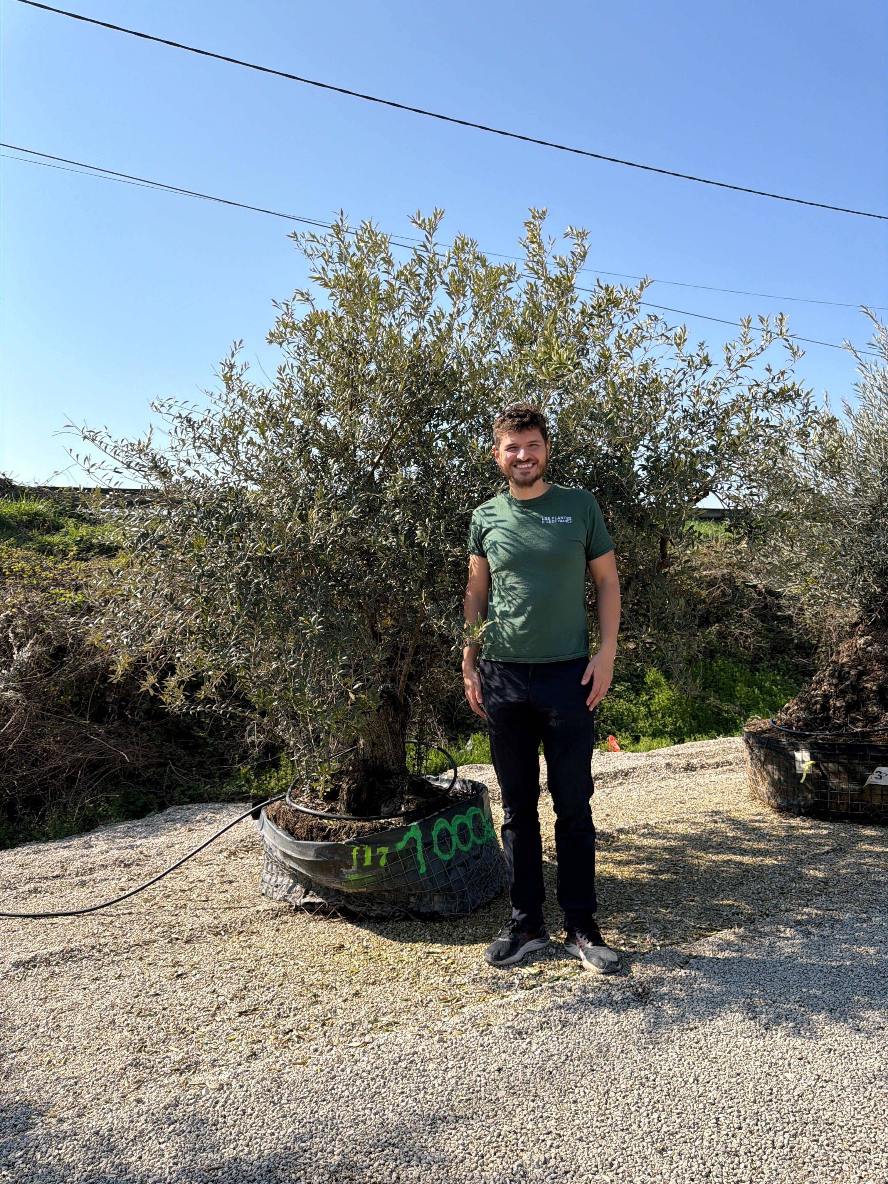 Olivier (Olea Europaea) - Image 74