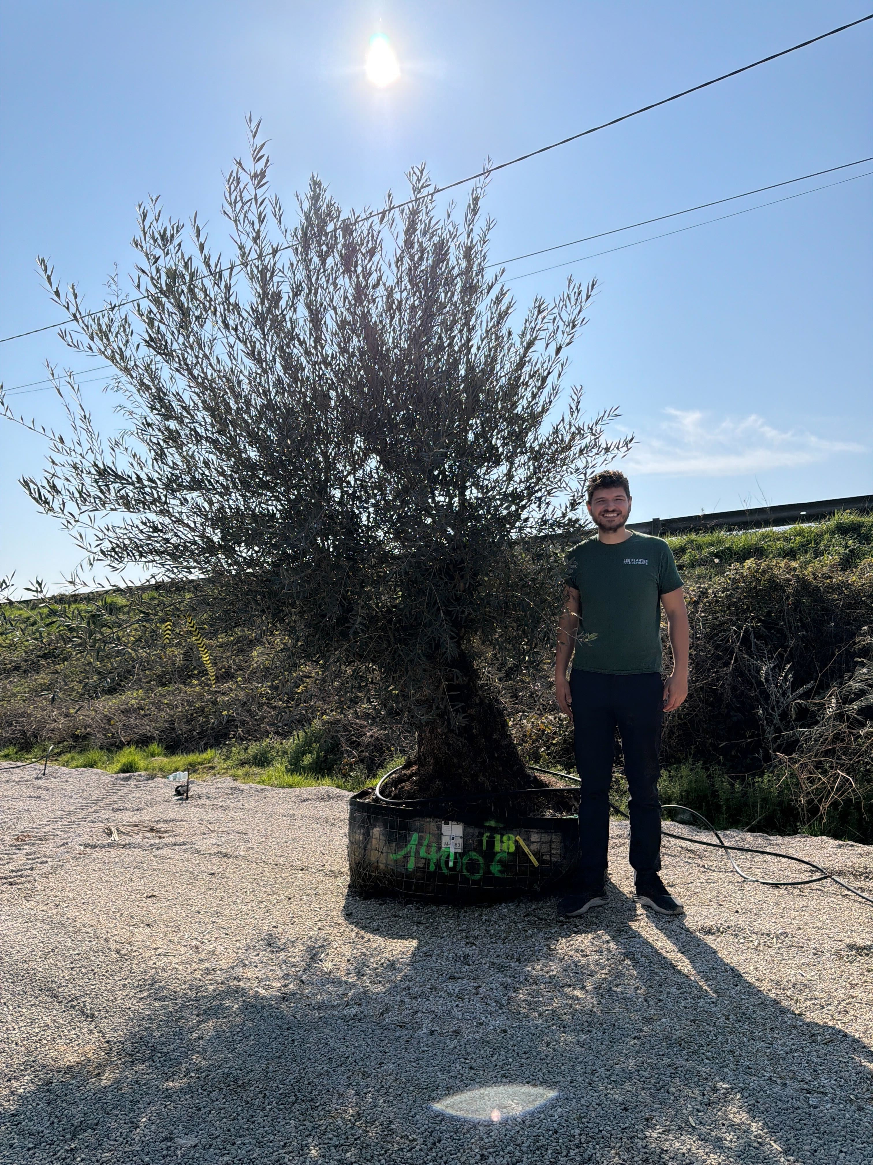 Olivier (Olea Europaea) - Image 75