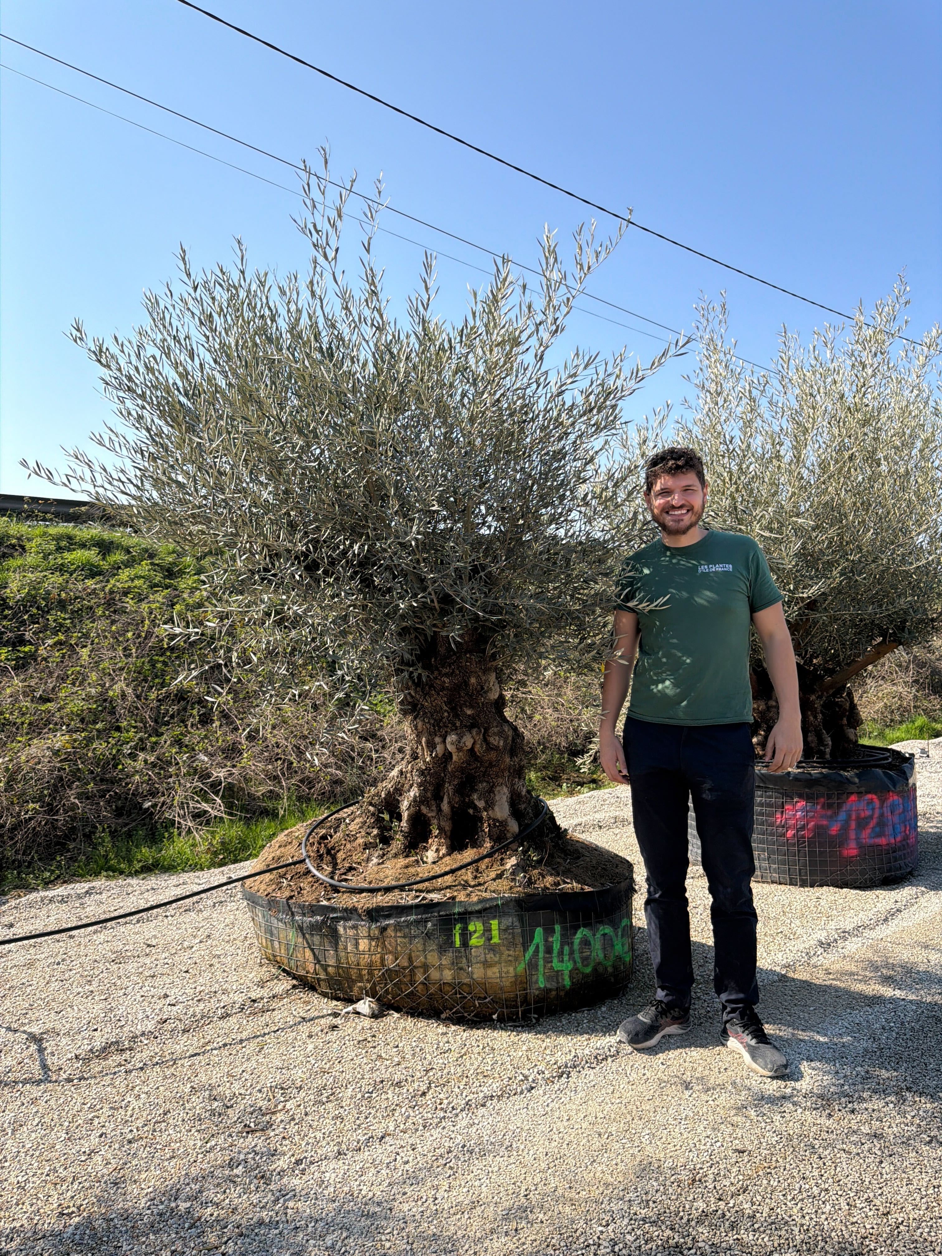 Olivier (Olea Europaea) - Image 76