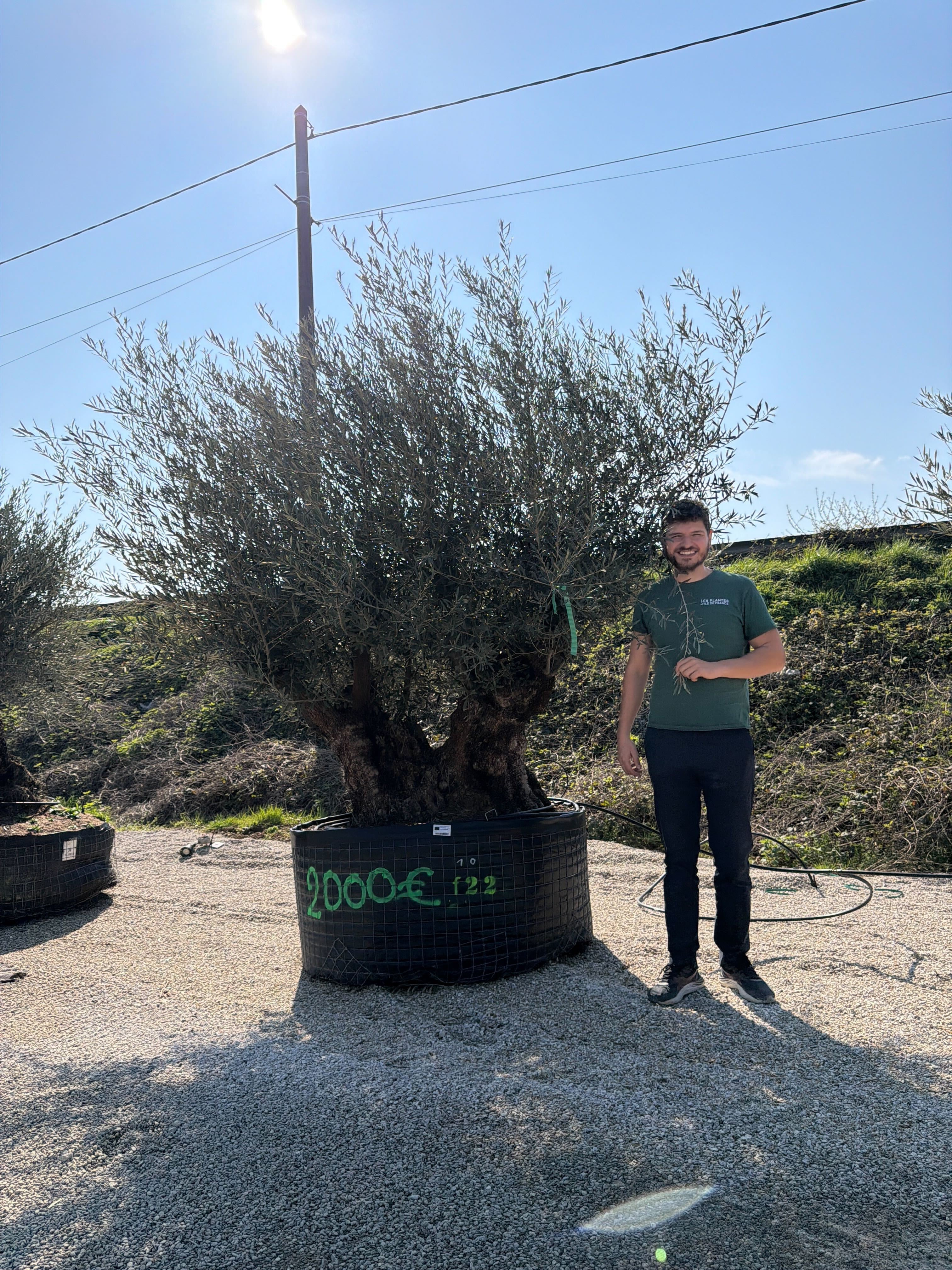 Olivier (Olea Europaea) - Image 77