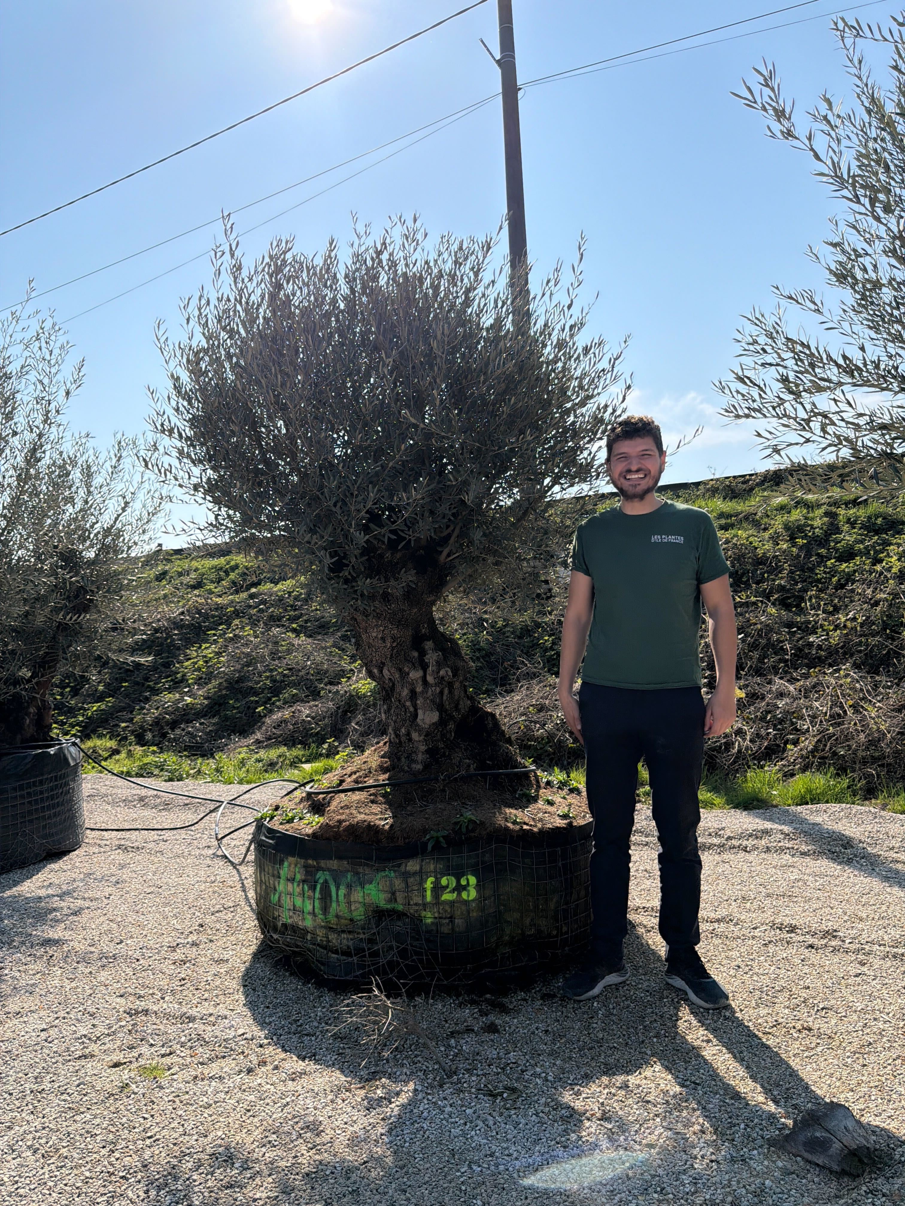 Olivier (Olea Europaea) - Image 78