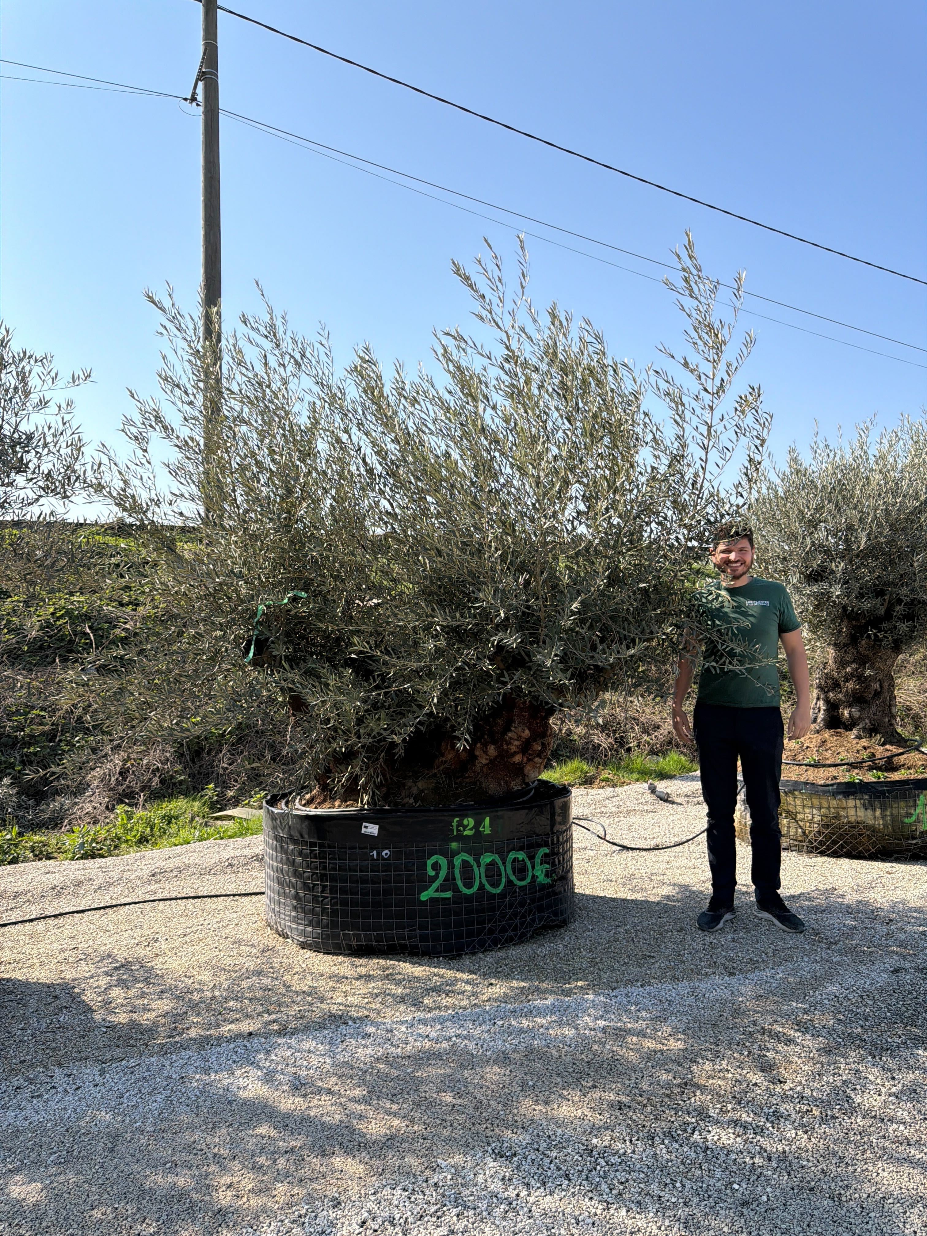 Olivier (Olea Europaea) - Image 79