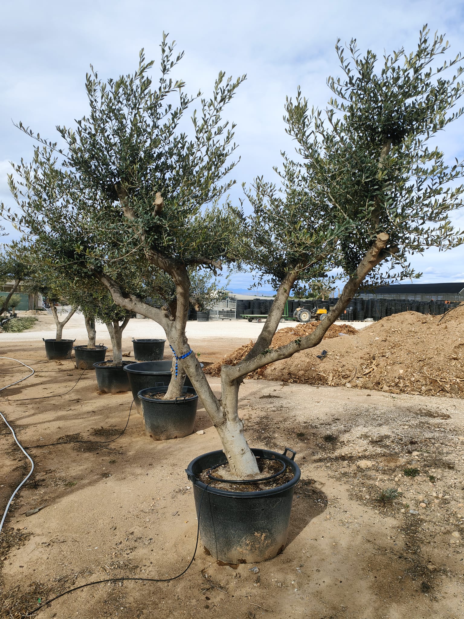 Olivier (Olea Europaea) - Image 8