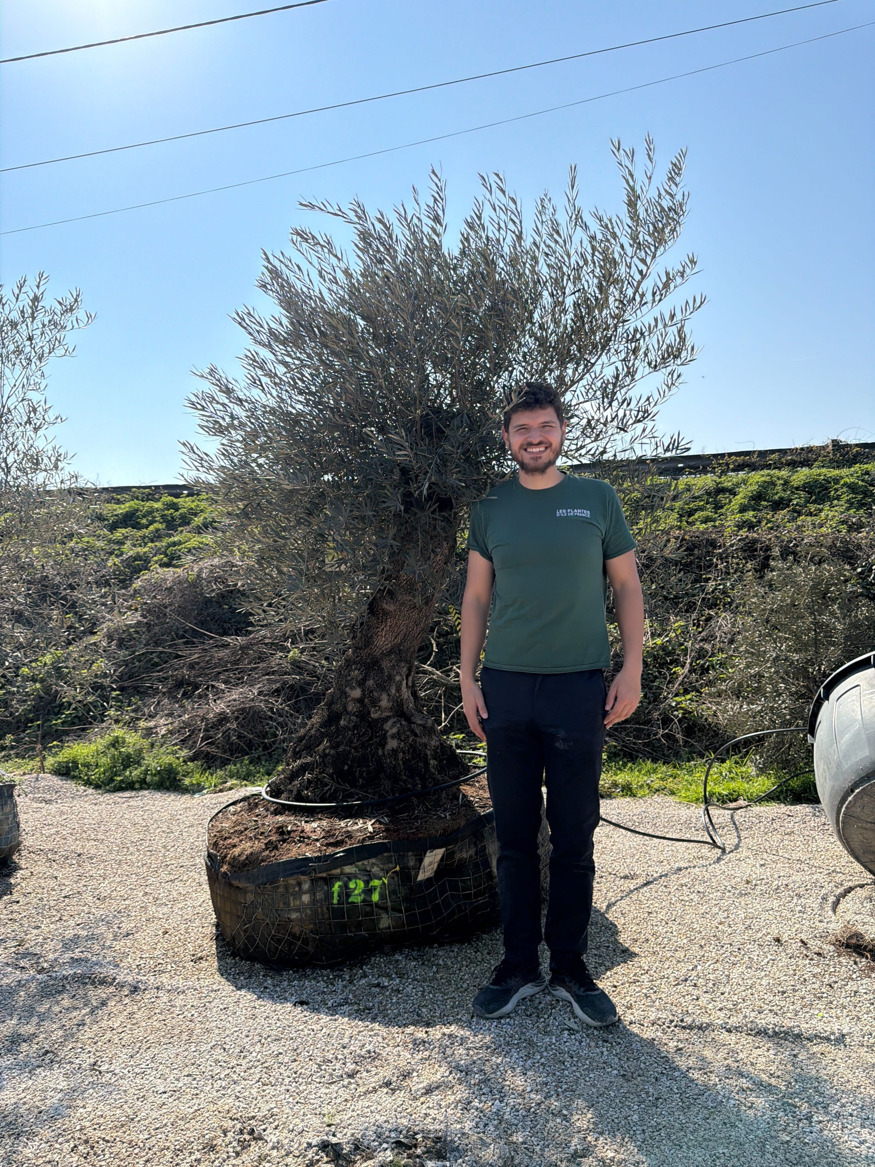 Olivier (Olea Europaea) - Image 80