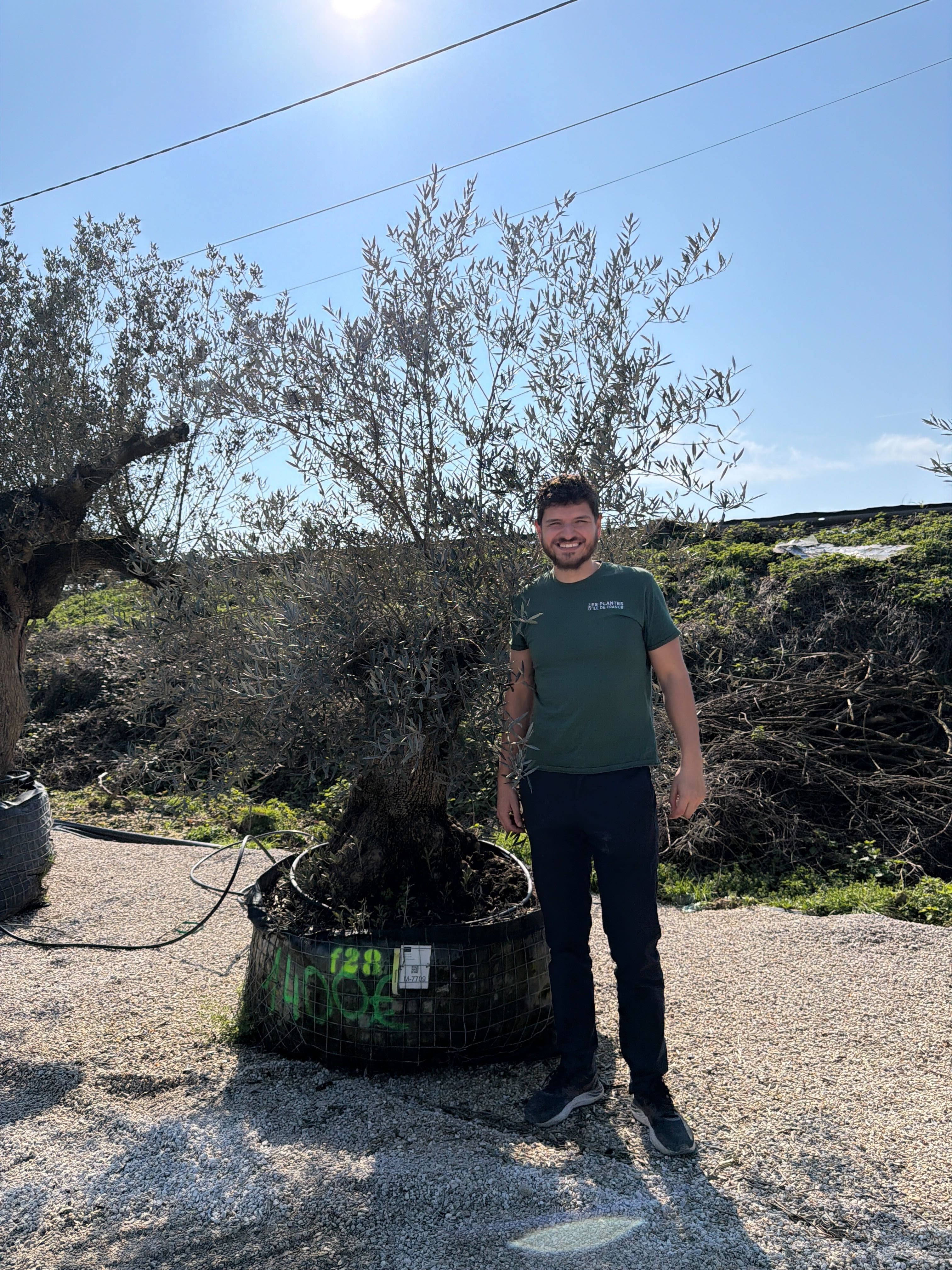 Olivier (Olea Europaea) - Image 81