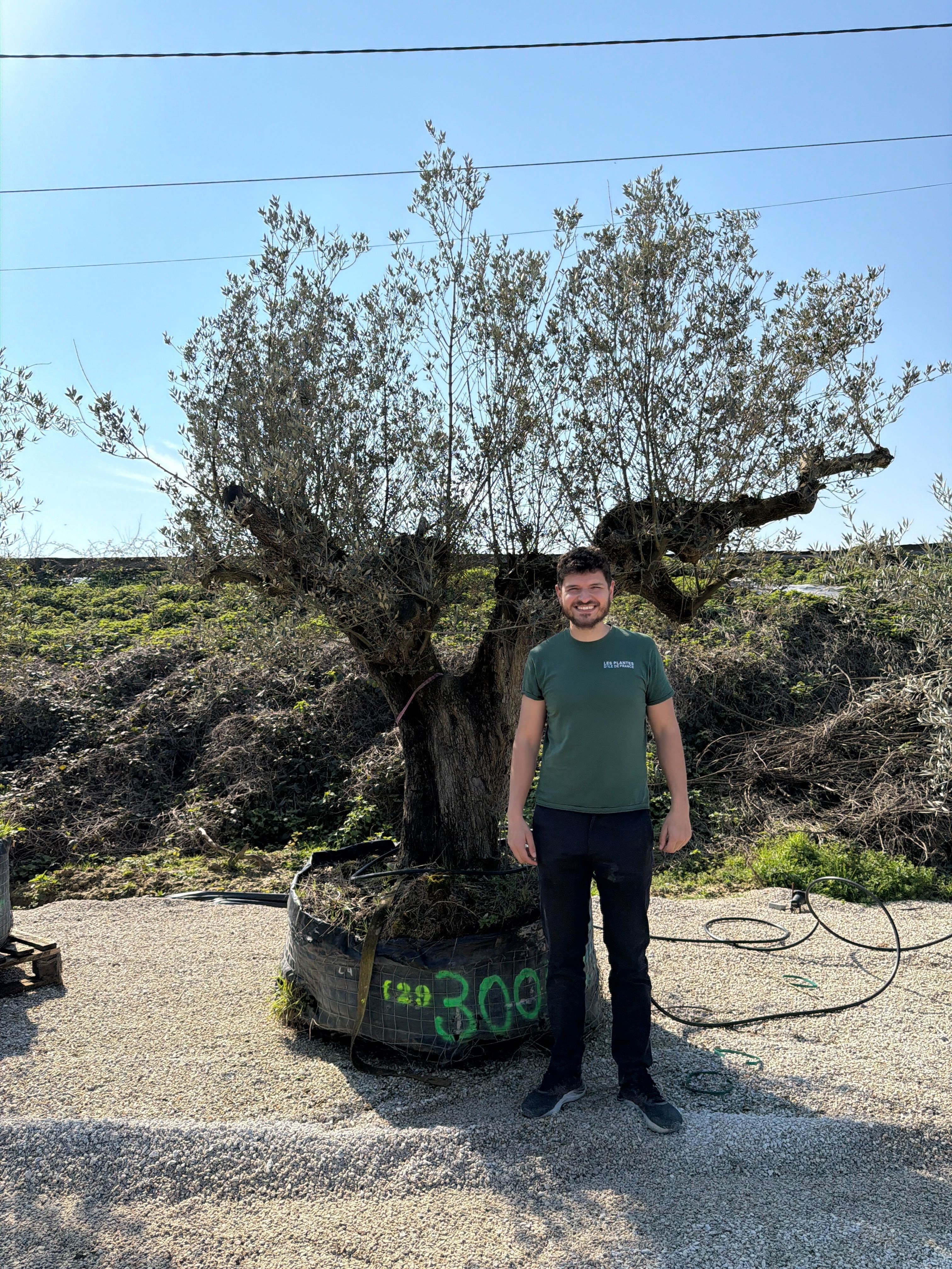 Olivier (Olea Europaea) - Image 82