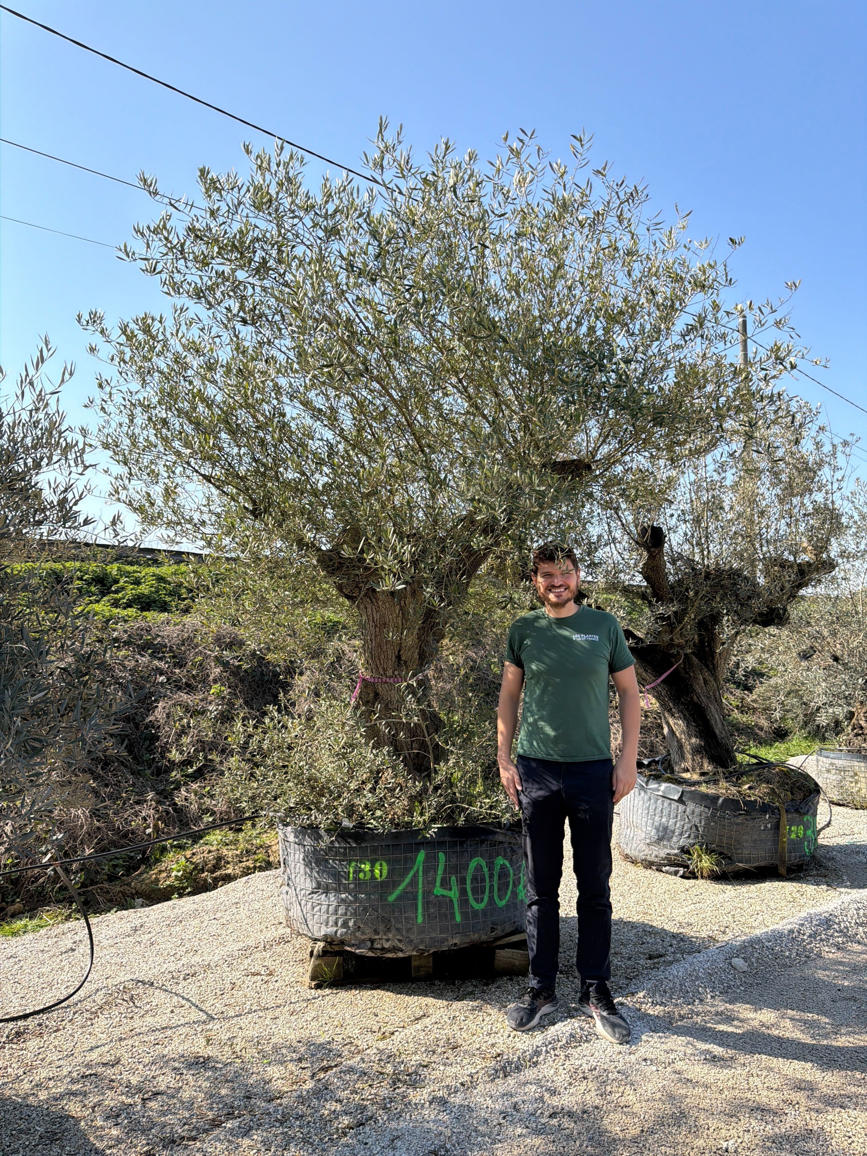 Olivier (Olea Europaea) - Image 83