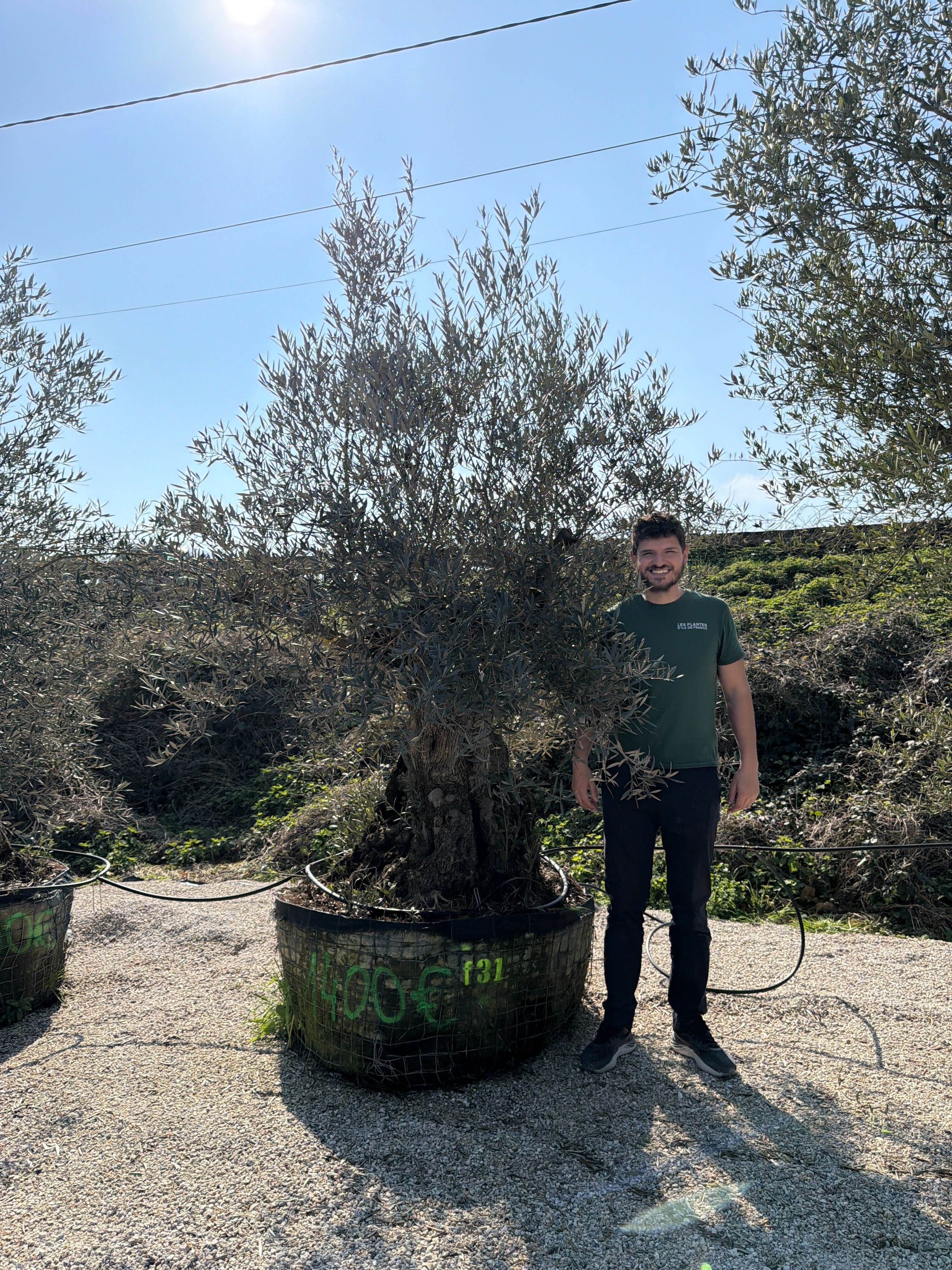 Olivier (Olea Europaea) - Image 84