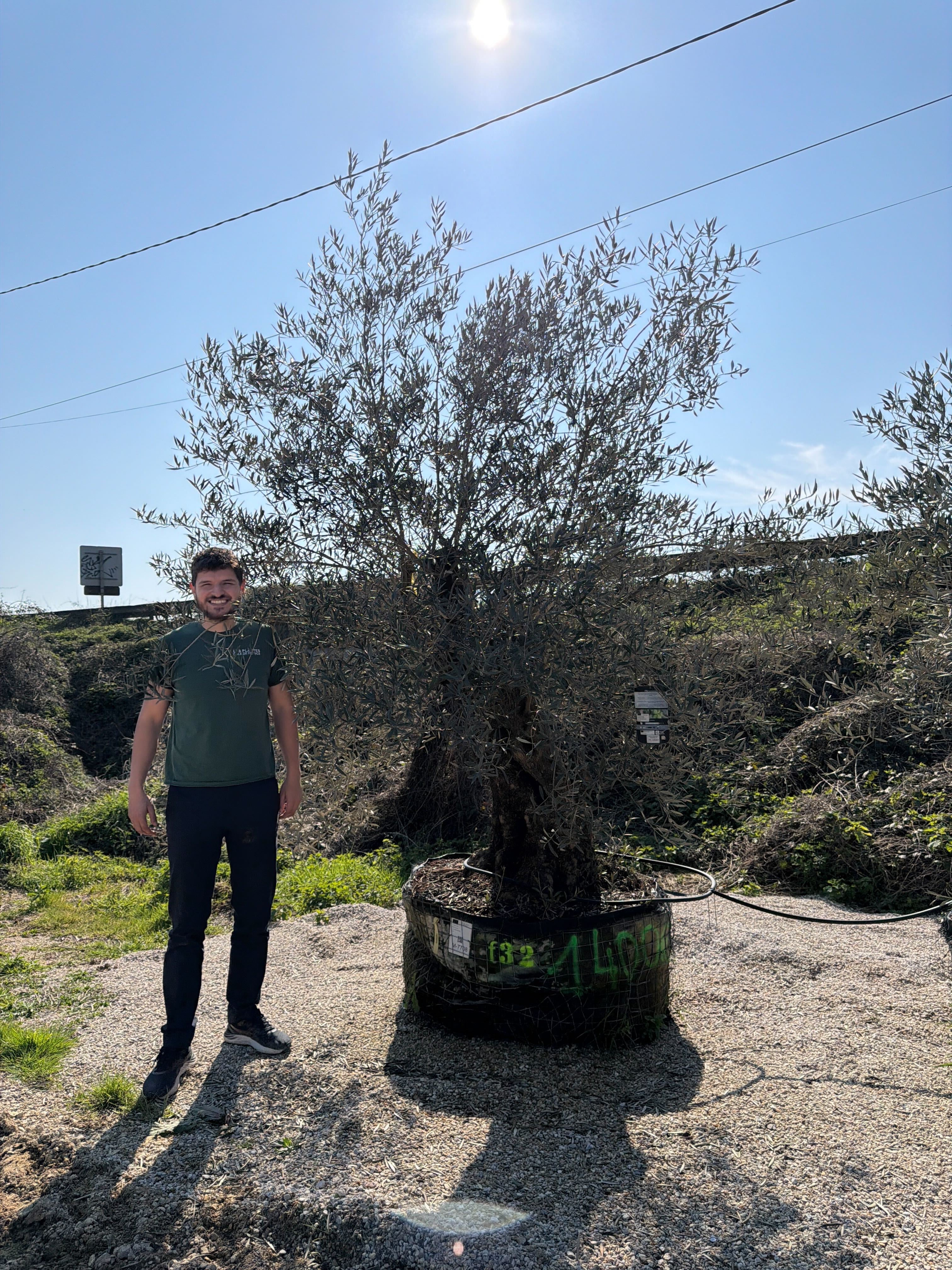 Olivier (Olea Europaea) - Image 85