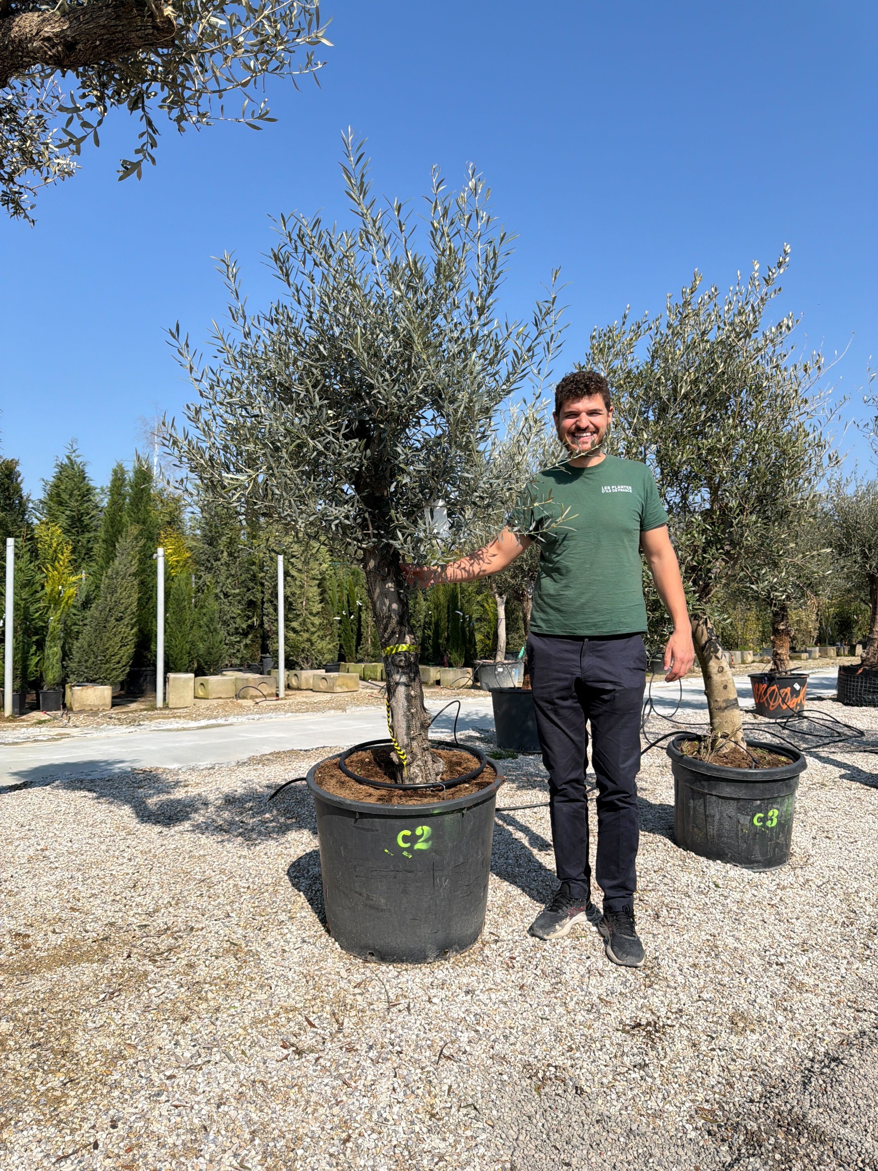 Olivier (Olea Europaea) - Image 86