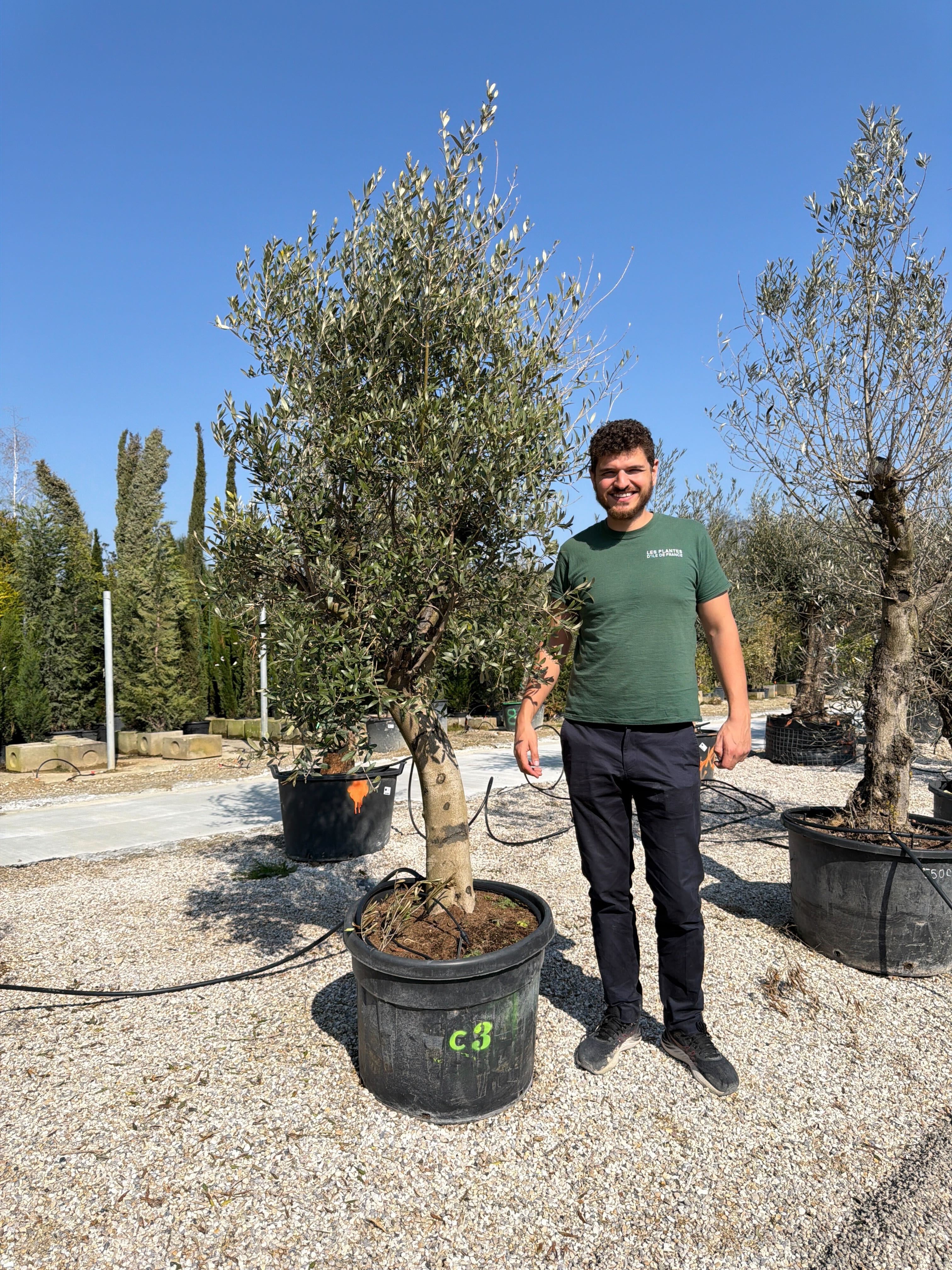 Olivier (Olea Europaea) - Image 87