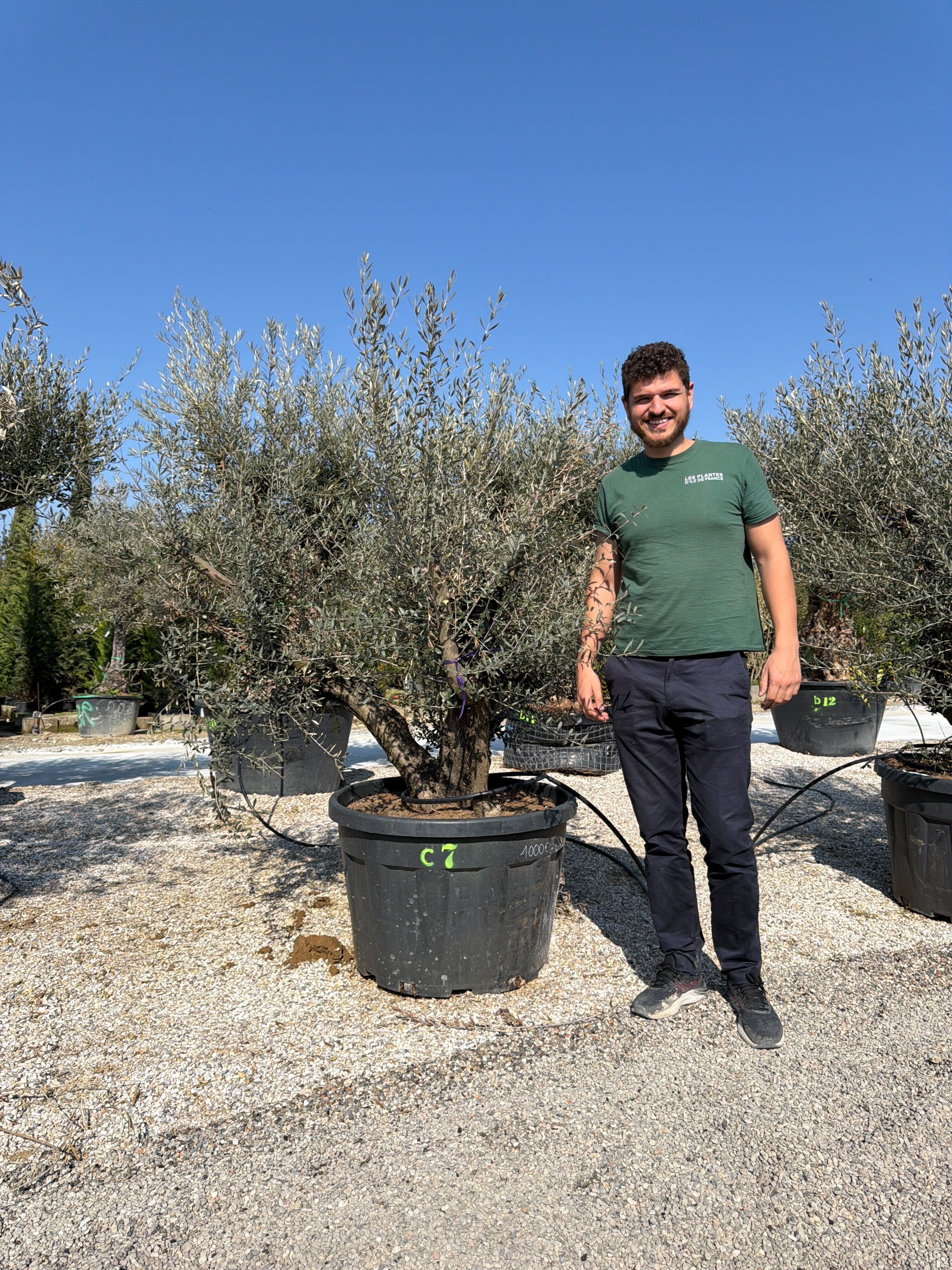 Olivier (Olea Europaea) - Image 88