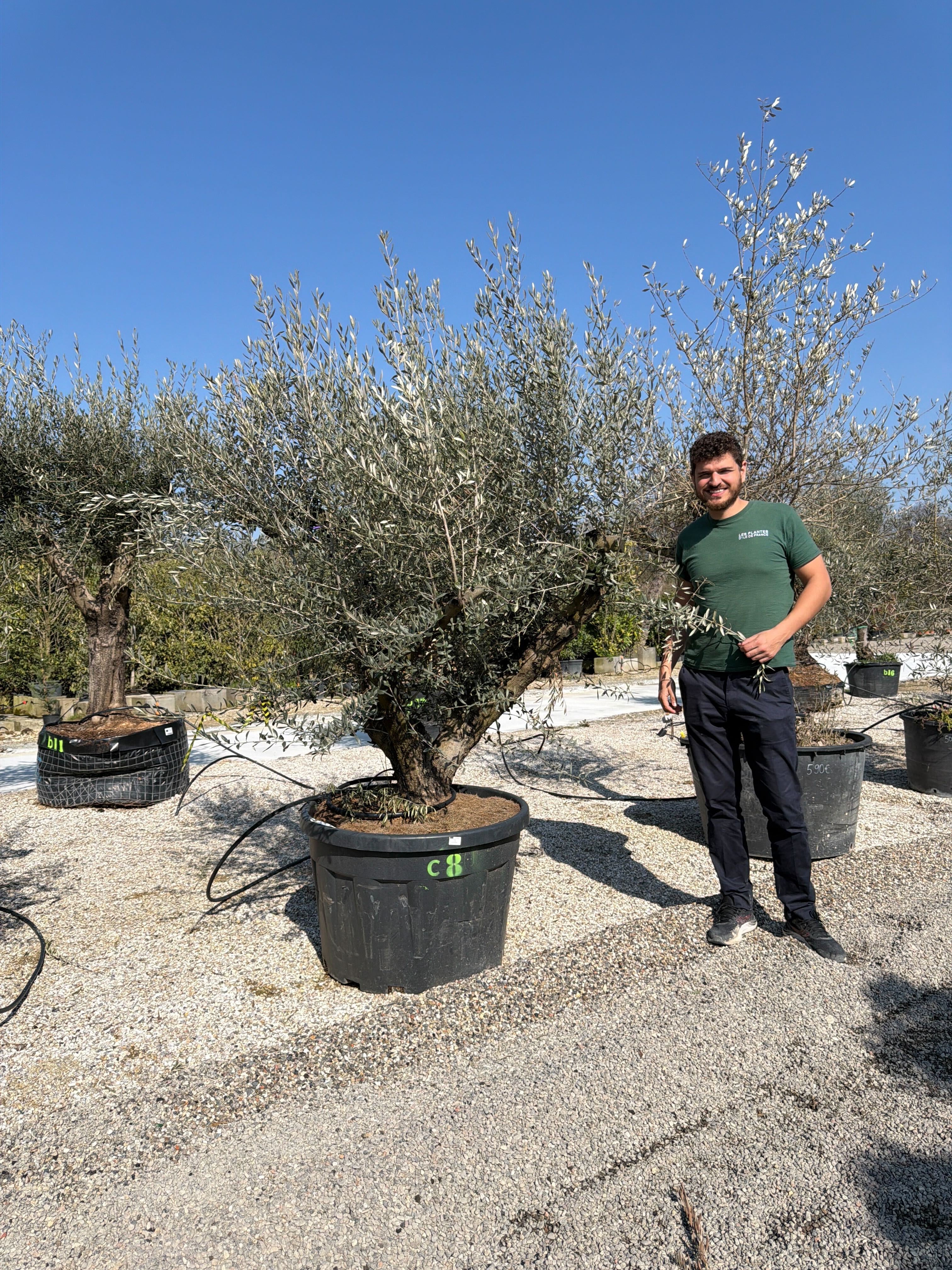 Olivier (Olea Europaea) - Image 89