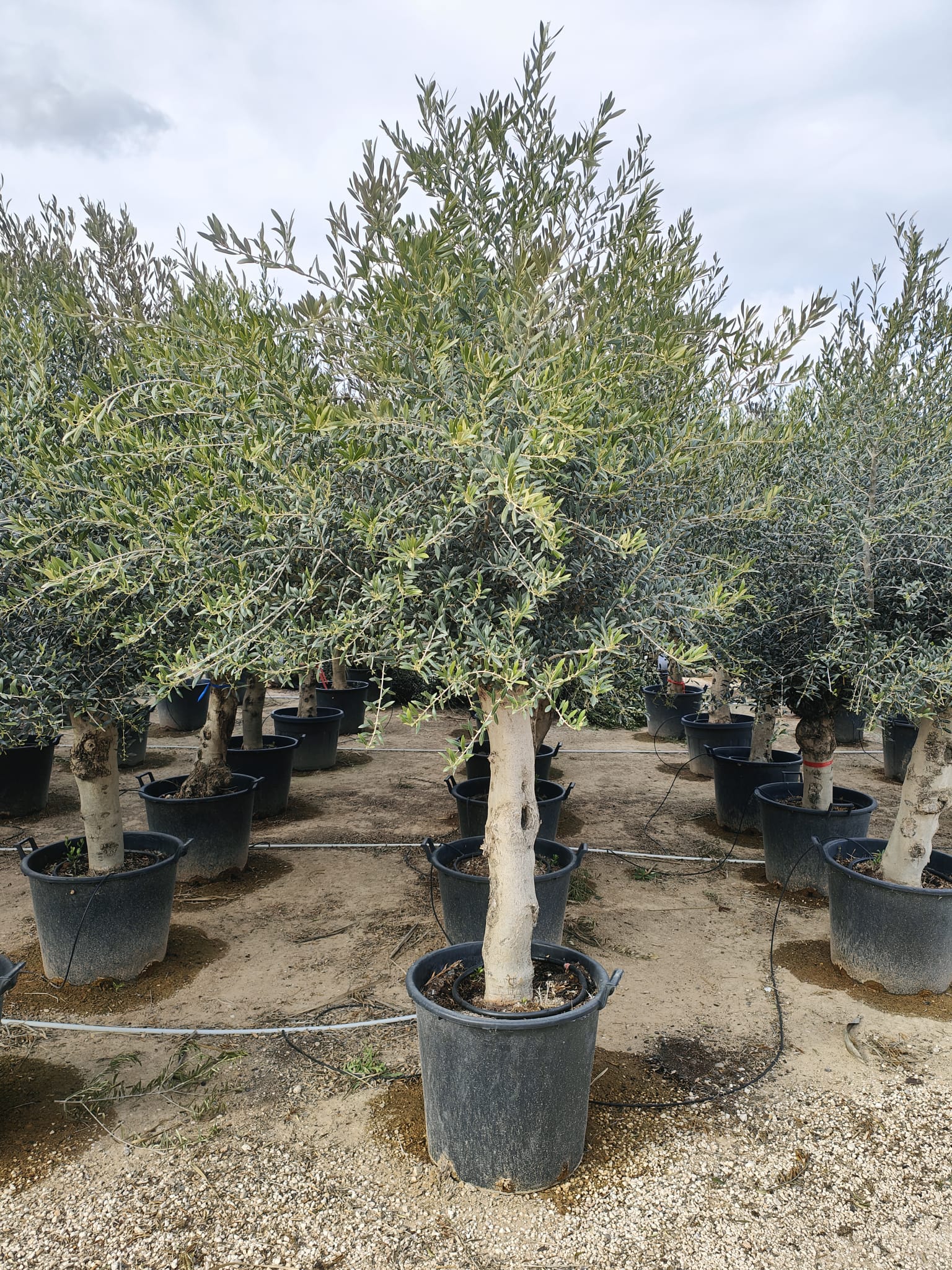 Olivier (Olea Europaea) - Image 9