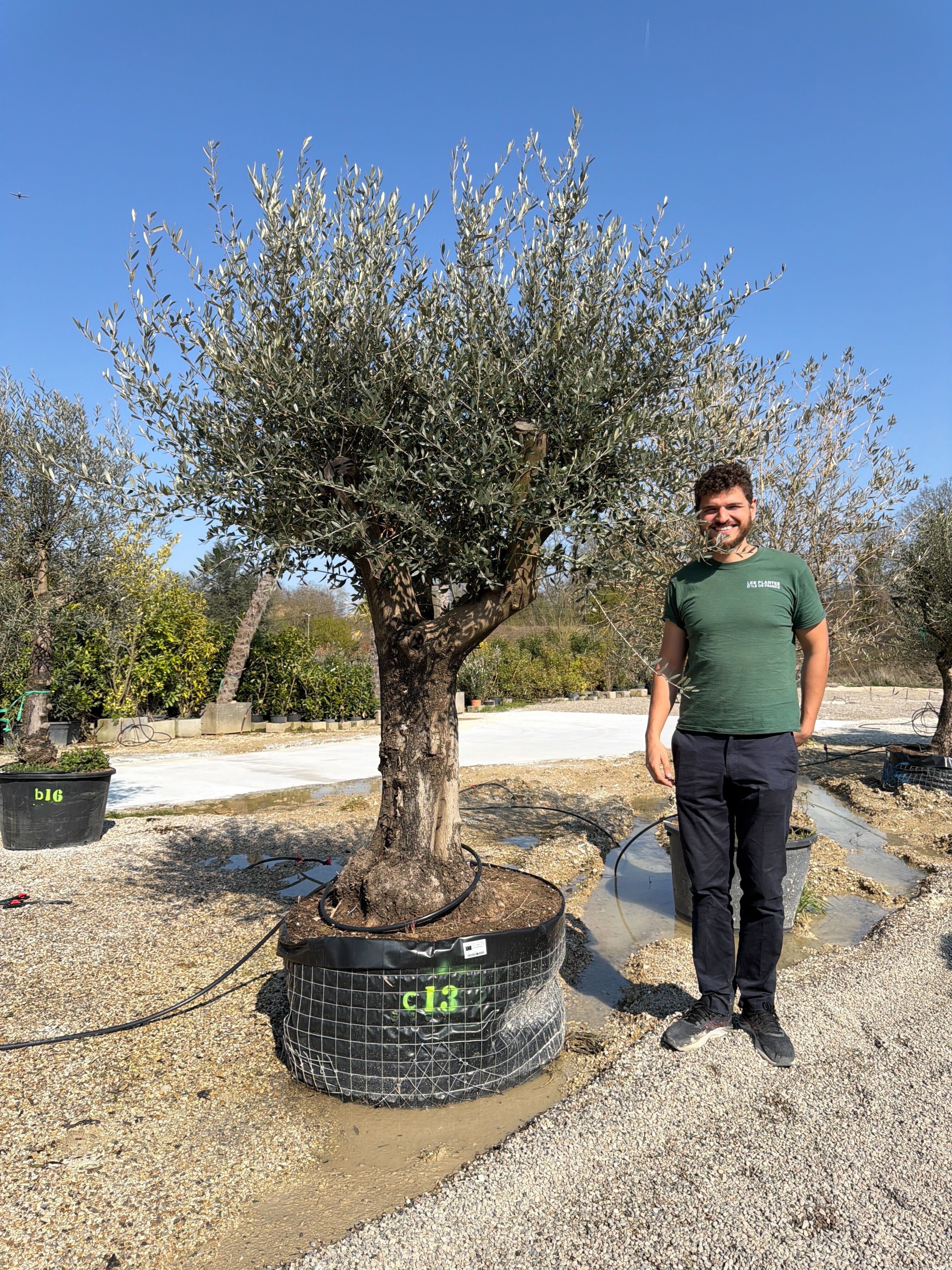 Olivier (Olea Europaea) - Image 90