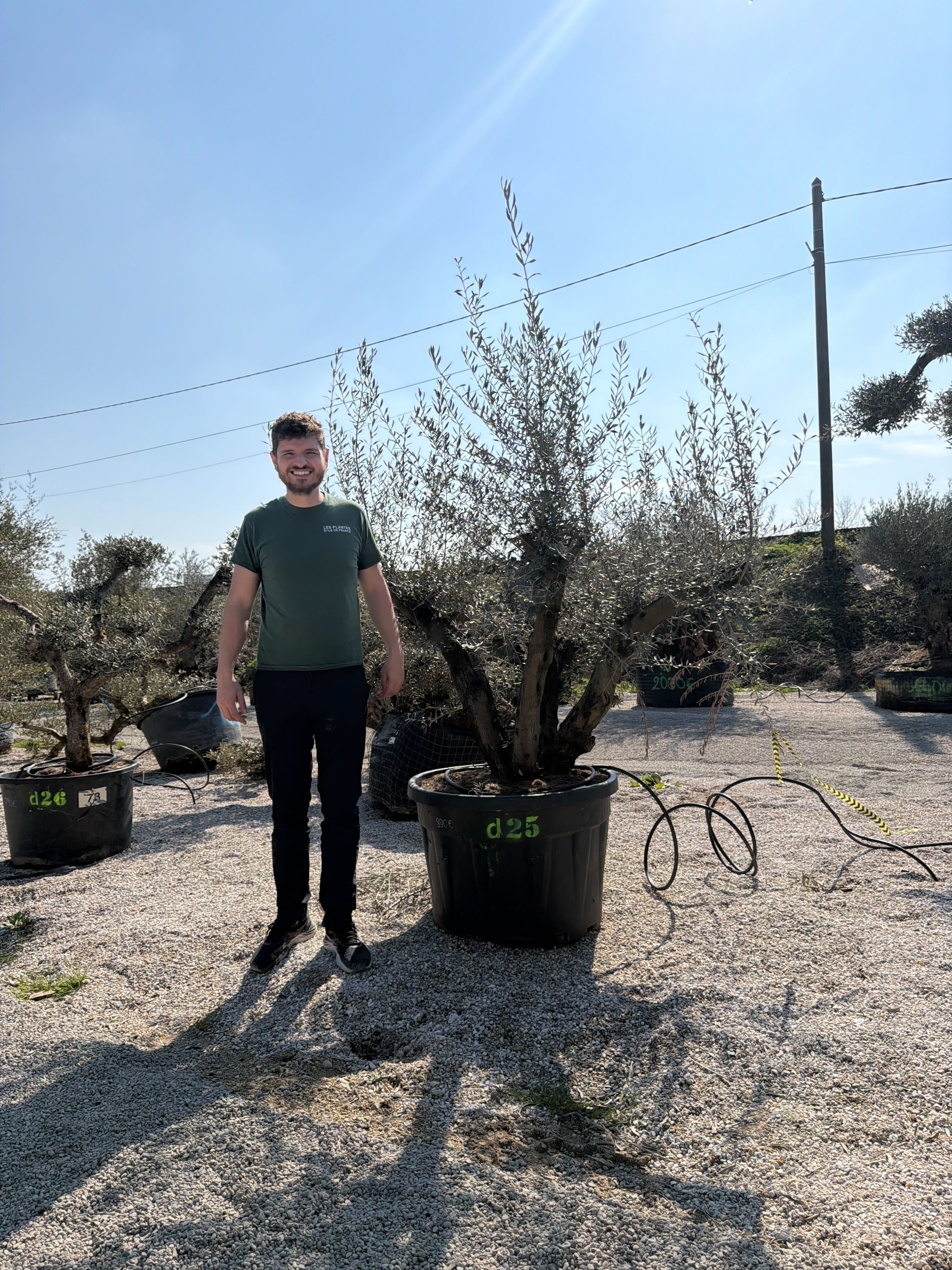 Olivier (Olea Europaea) - Image 91