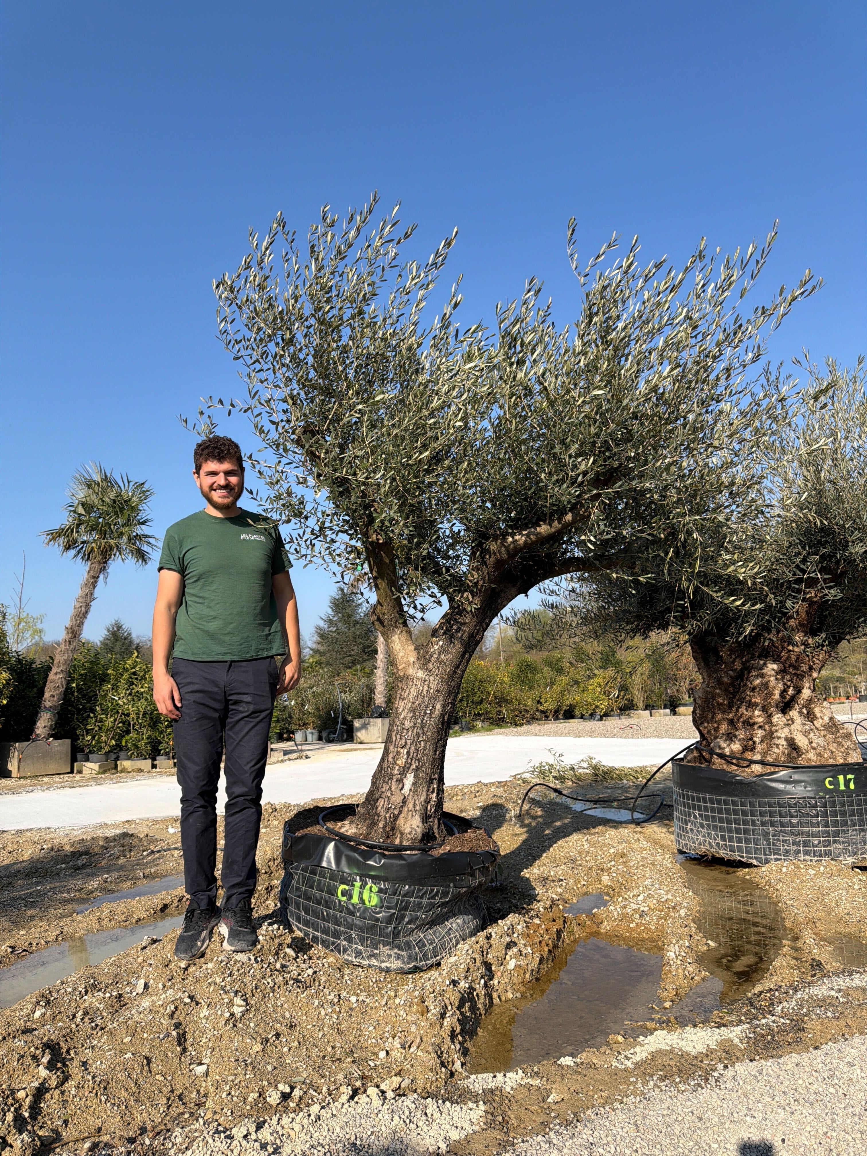 Olivier (Olea Europaea) - Image 92