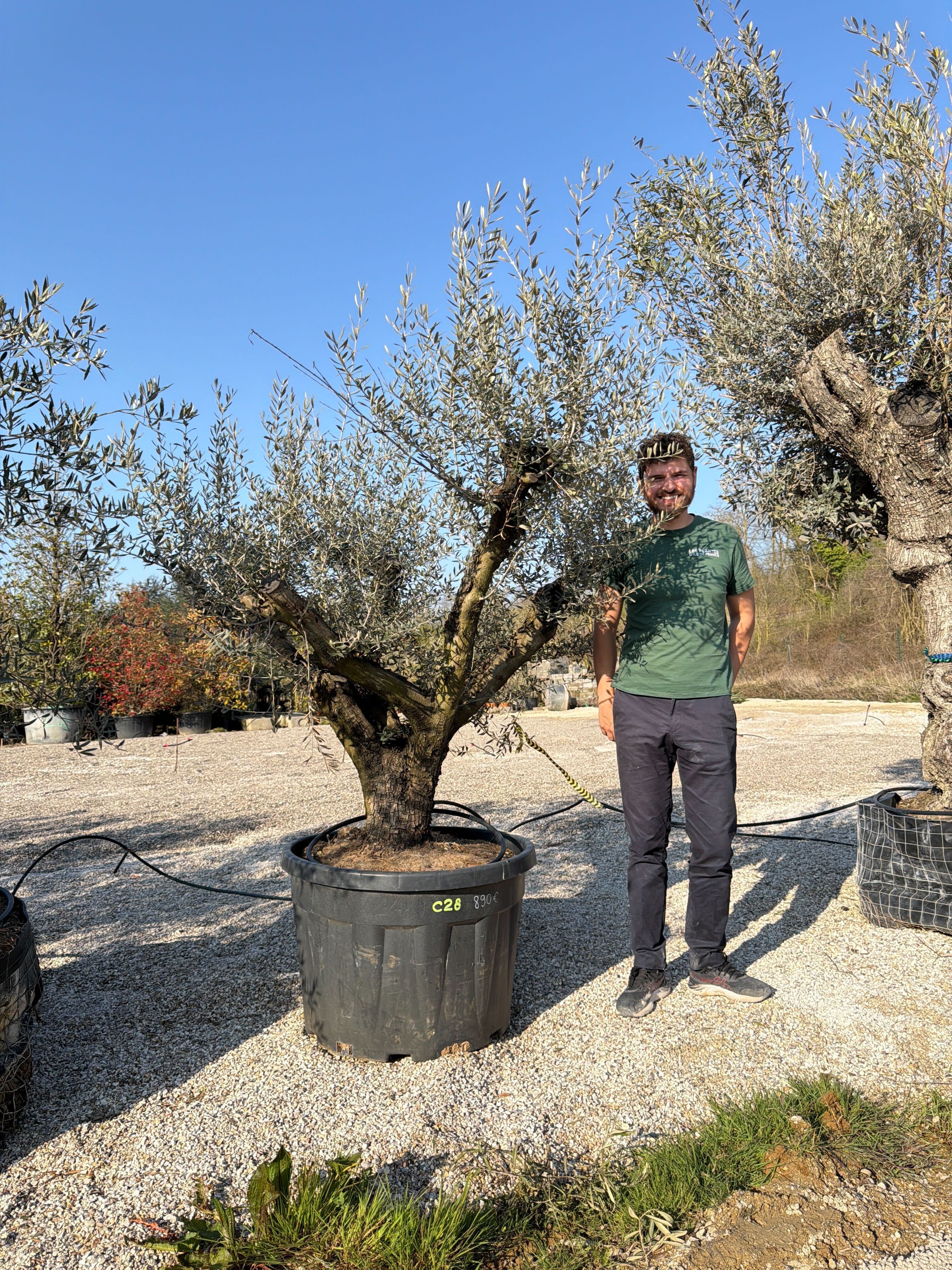 Olivier (Olea Europaea) - Image 94