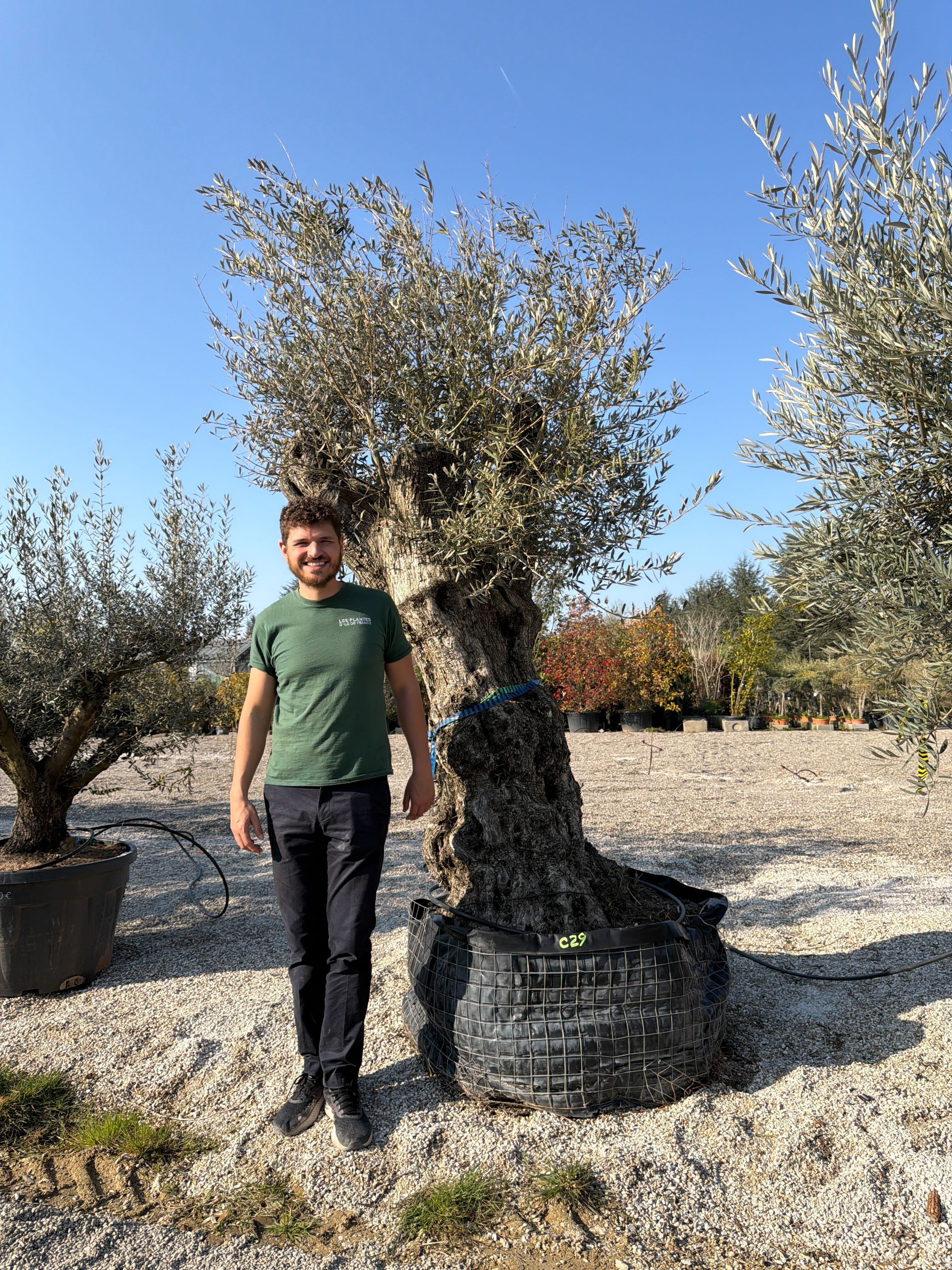 Olivier (Olea Europaea) - Image 95