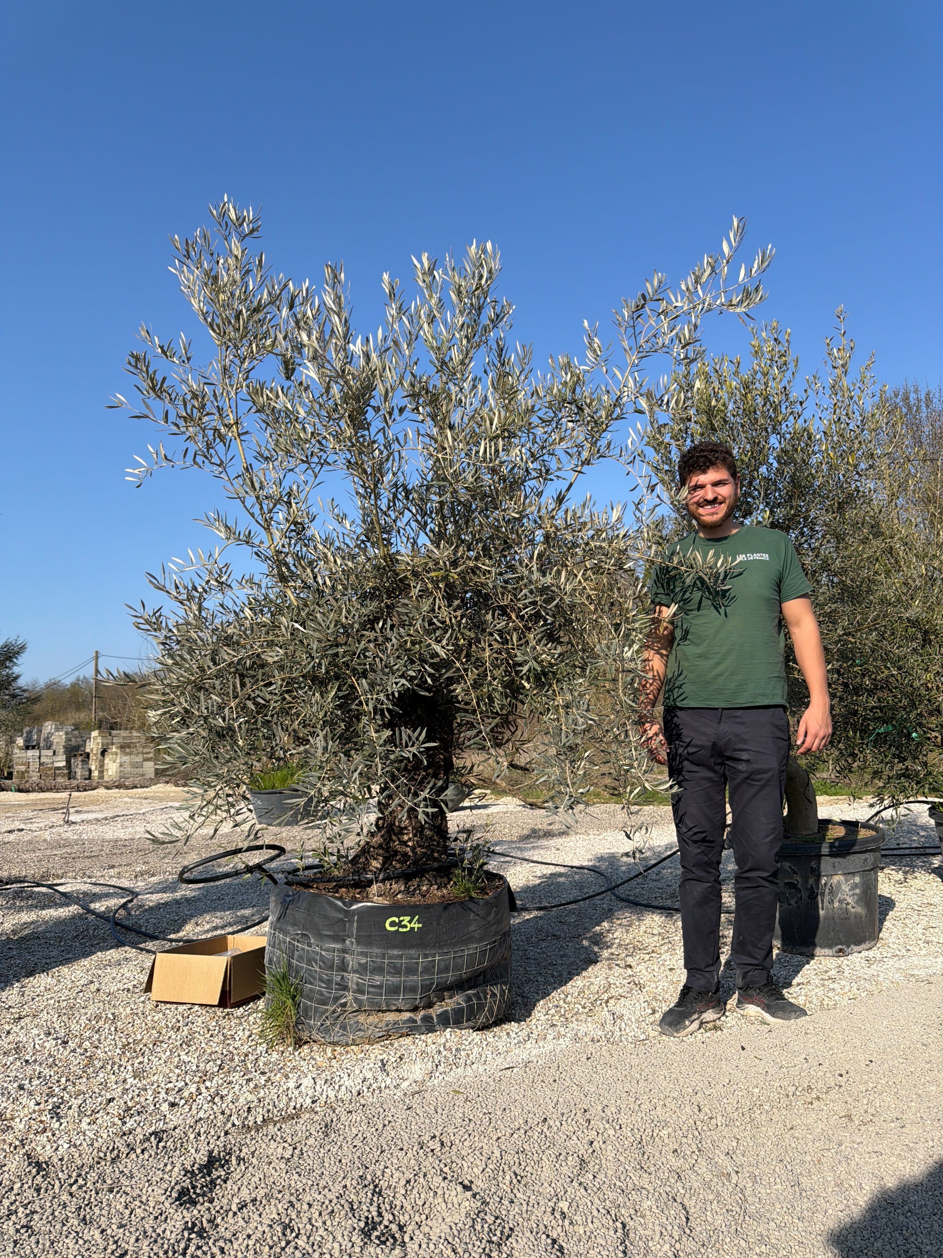 Olivier (Olea Europaea) - Image 96