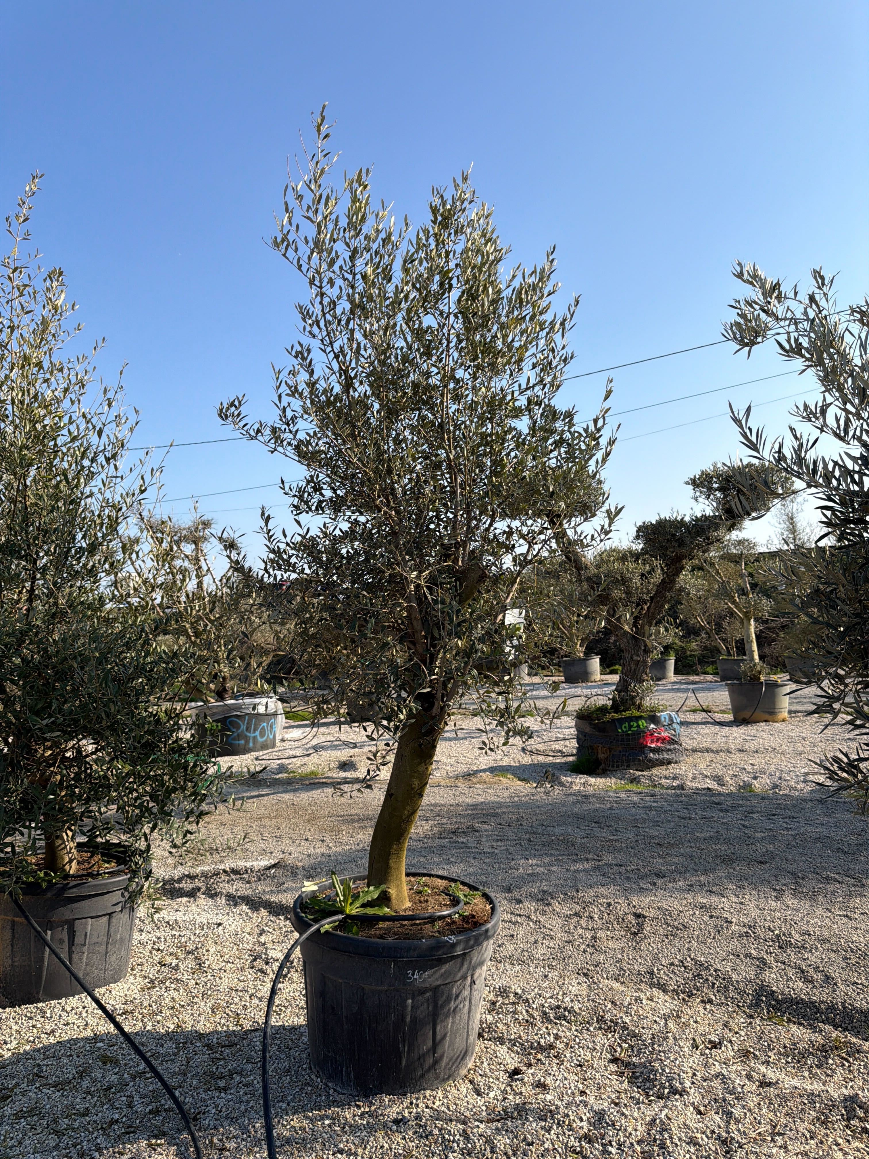 Olivier (Olea Europaea) - Image 97